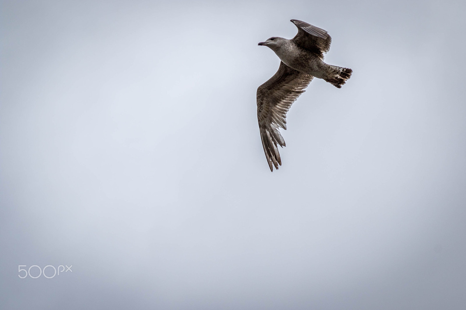 Canon EF 28-135mm F3.5-5.6 IS USM sample photo. Fly photography