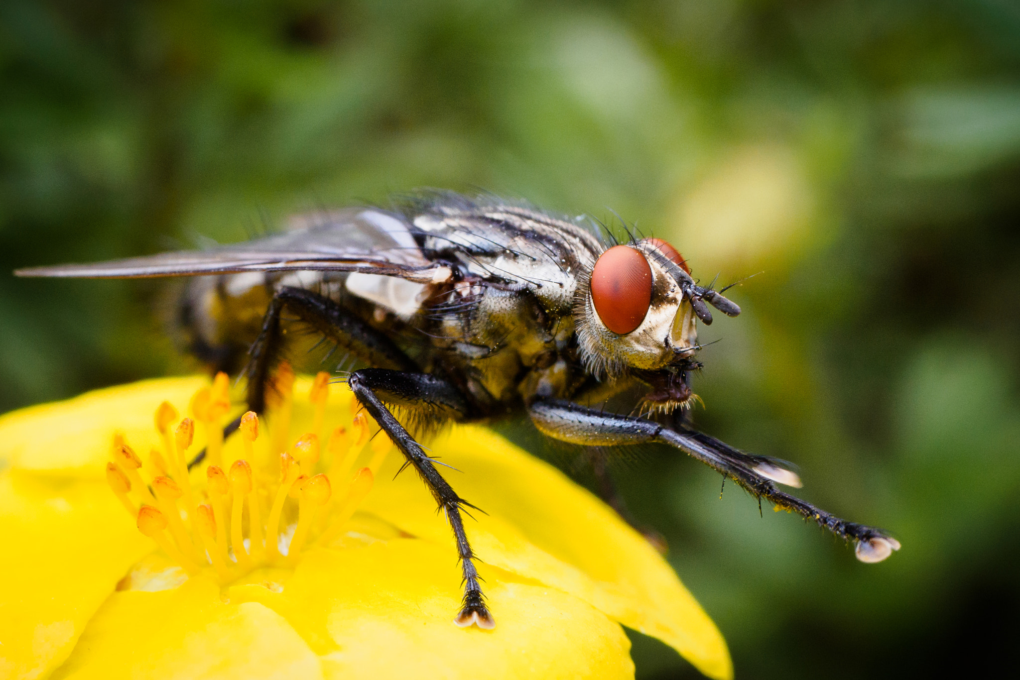 Panasonic Lumix G Macro 30mm F2.8 ASPH Mega OIS sample photo. The fly photography