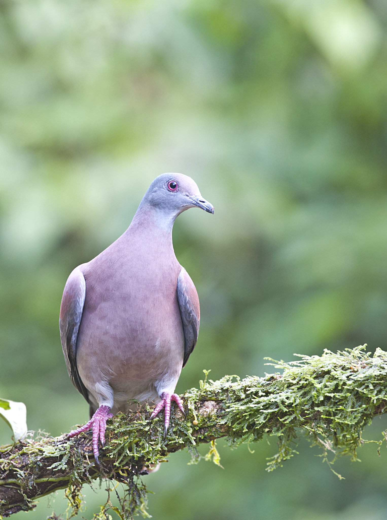 Nikon D700 + Nikon AF-S Nikkor 300mm F4D ED-IF sample photo. Pale vented pigeon photography