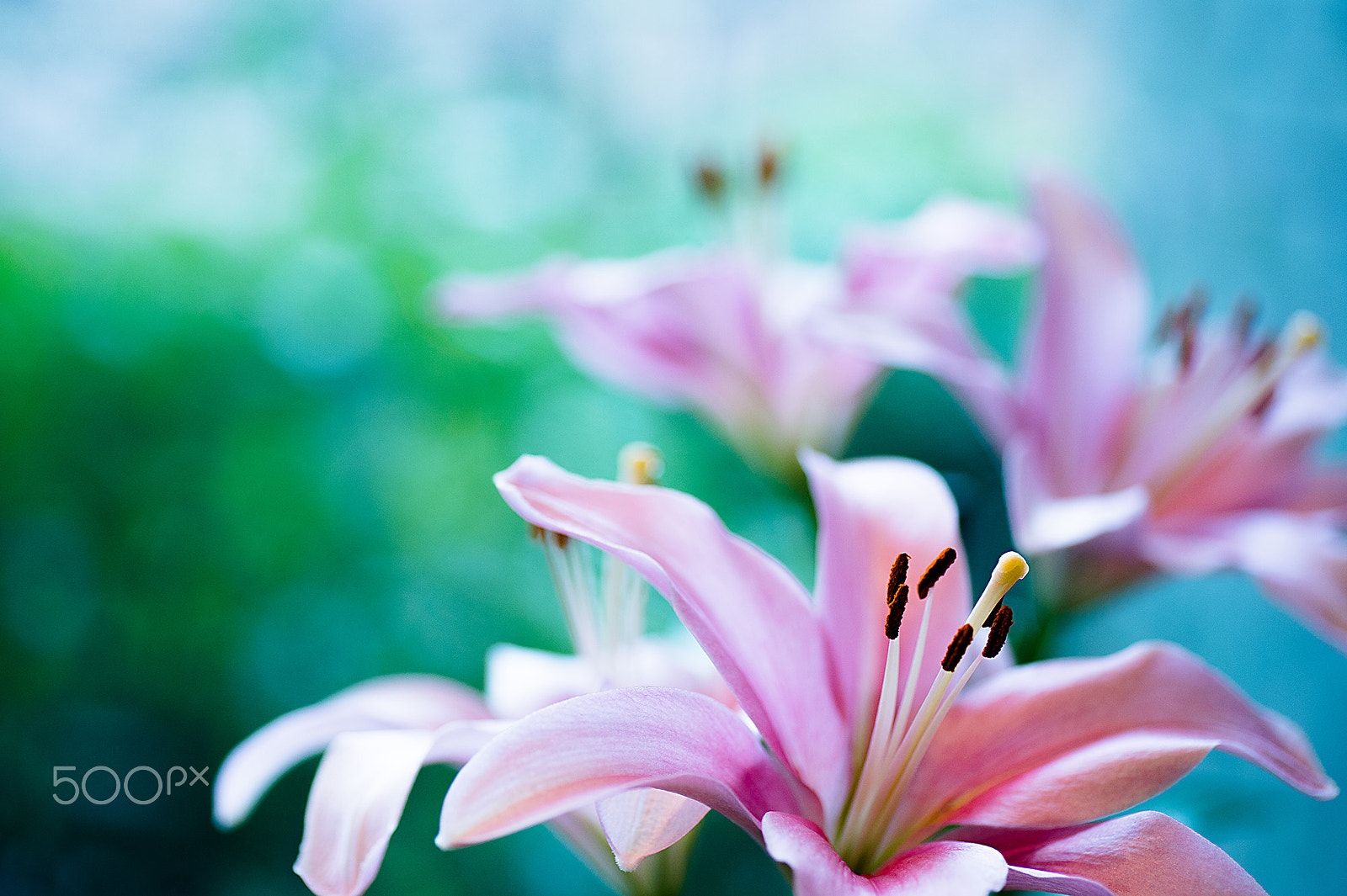 Nikon Df sample photo. Cute pink lily photography