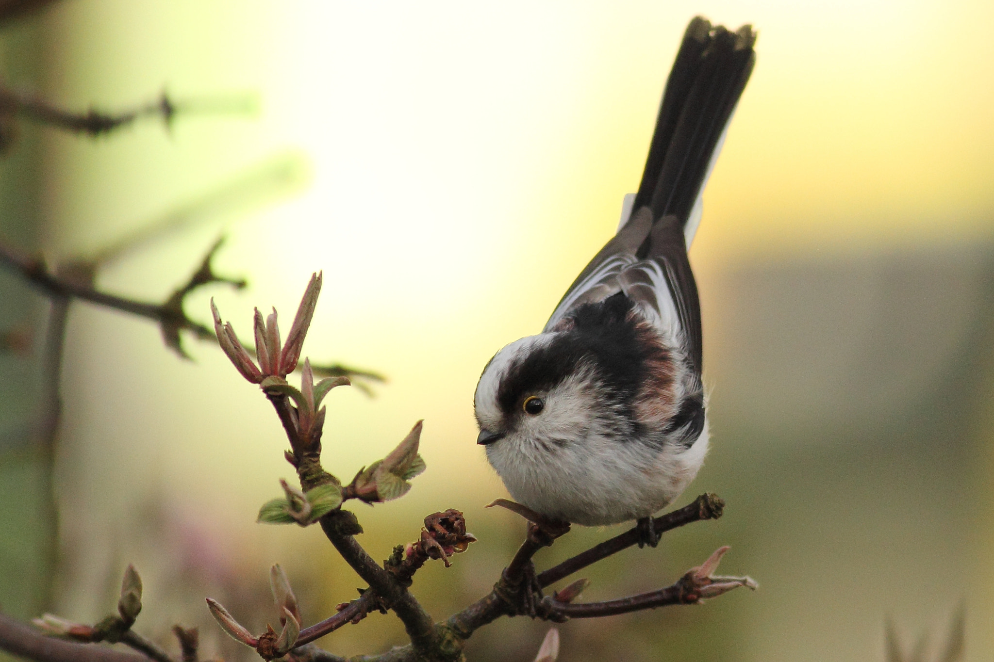 Canon EOS 60D + Canon EF 400mm F5.6L USM sample photo. Long-tailed tit photography