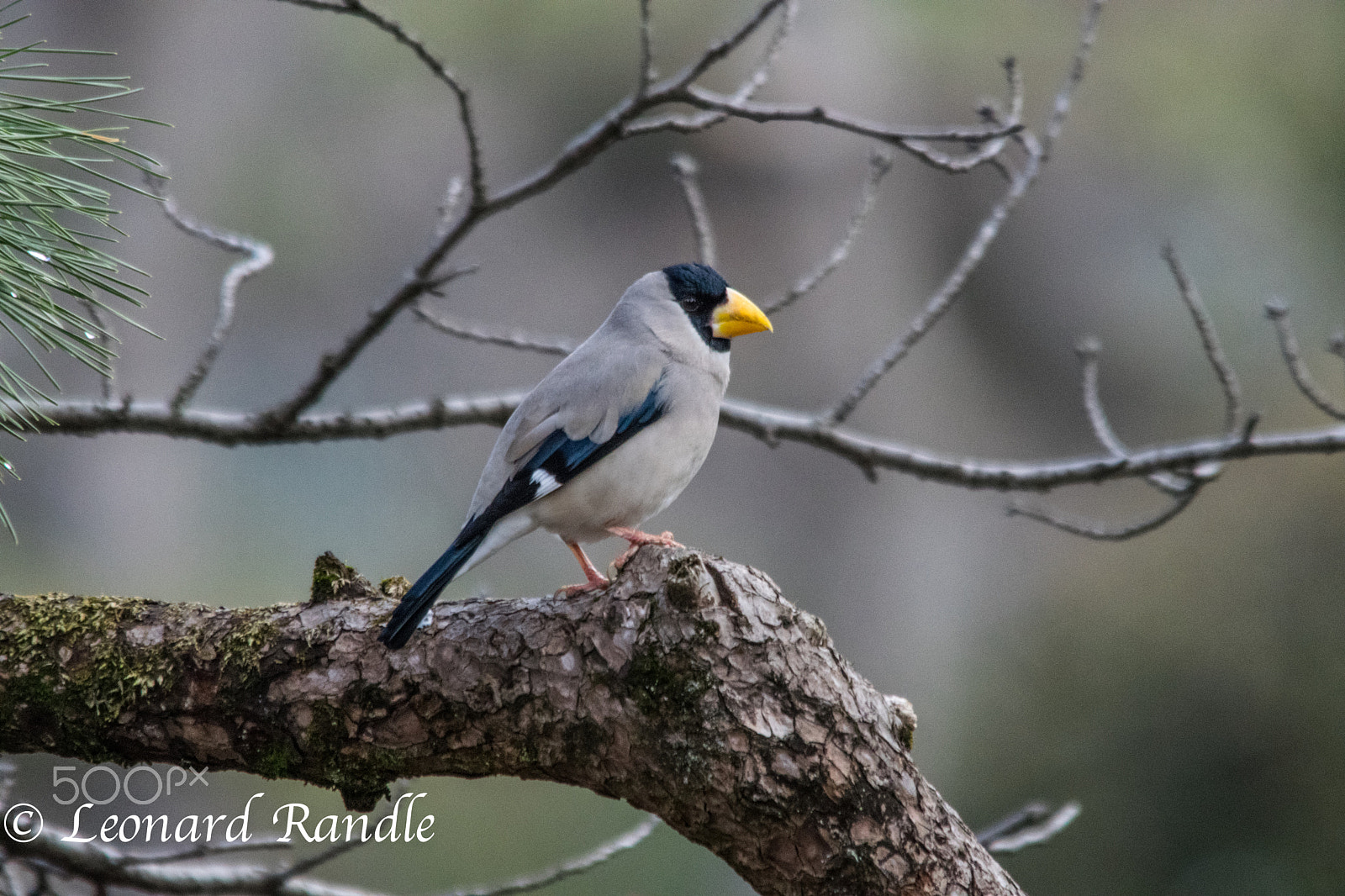 Sigma 150-500mm F5-6.3 DG OS HSM sample photo. Japanese grosbeak px photography