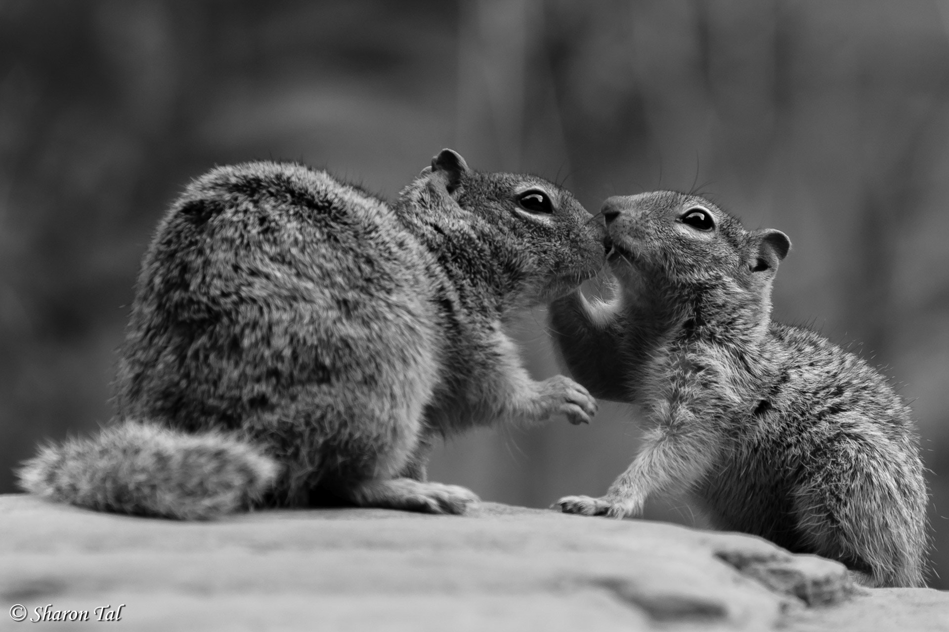 Canon EOS 40D + Canon EF 70-300mm F4-5.6L IS USM sample photo. Squirrely love photography