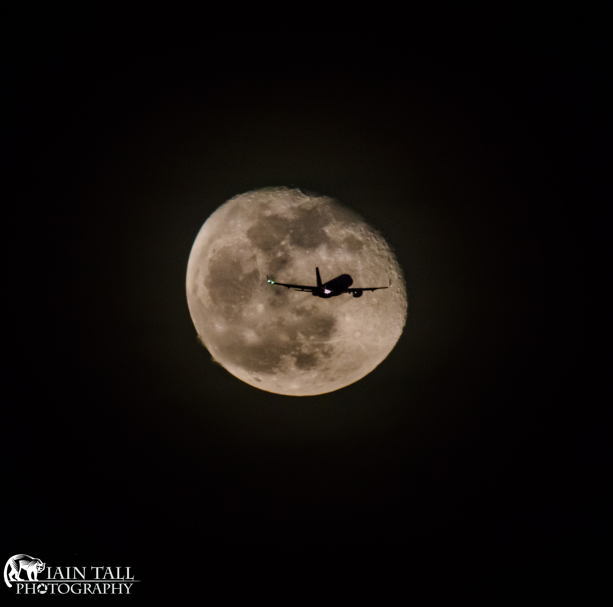 Canon EF 600mm F4L IS USM sample photo. Star struck photography
