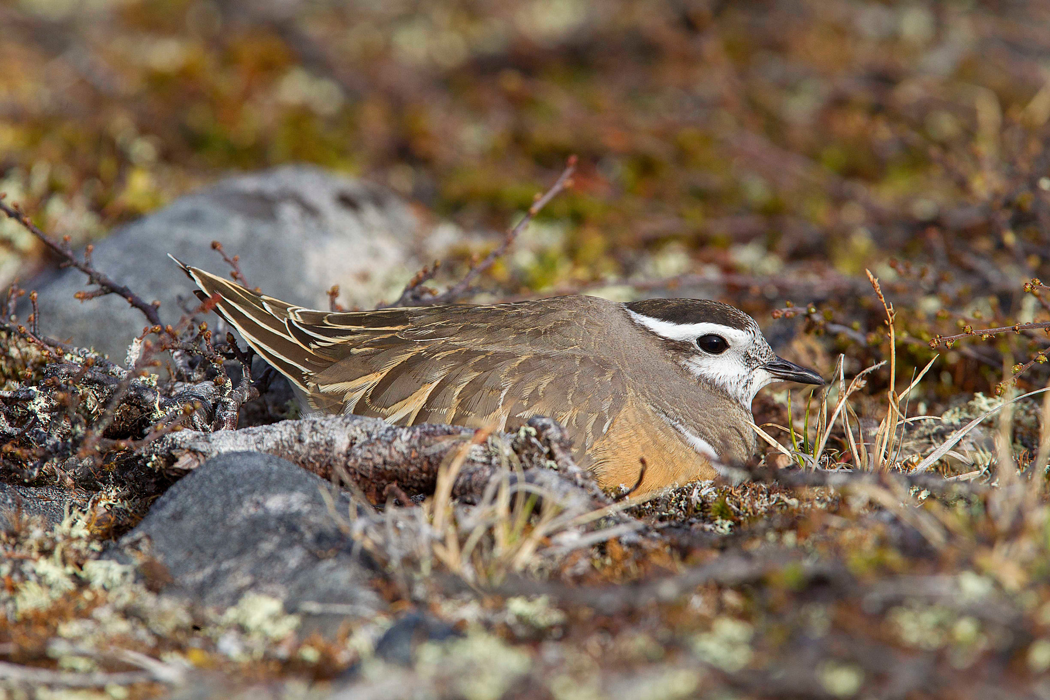 Canon EF 300mm F2.8L IS USM sample photo. Male dotterel incubating eggs on the tundra photography