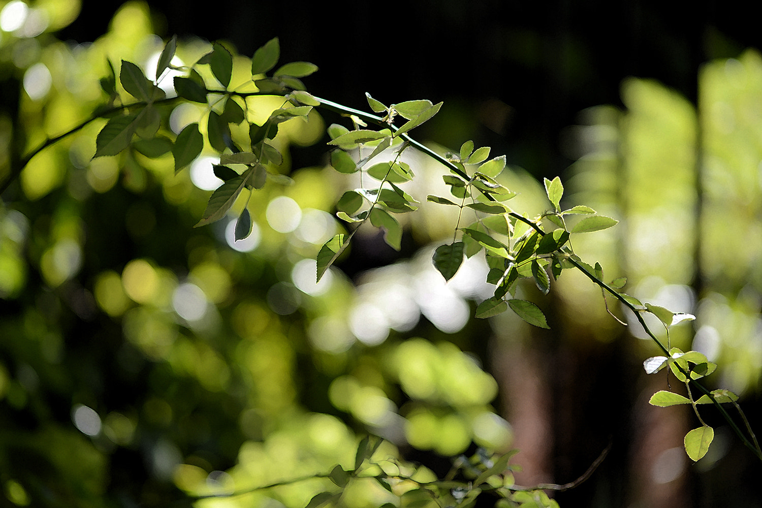 Nikon D600 sample photo. After the rain has fallen photography