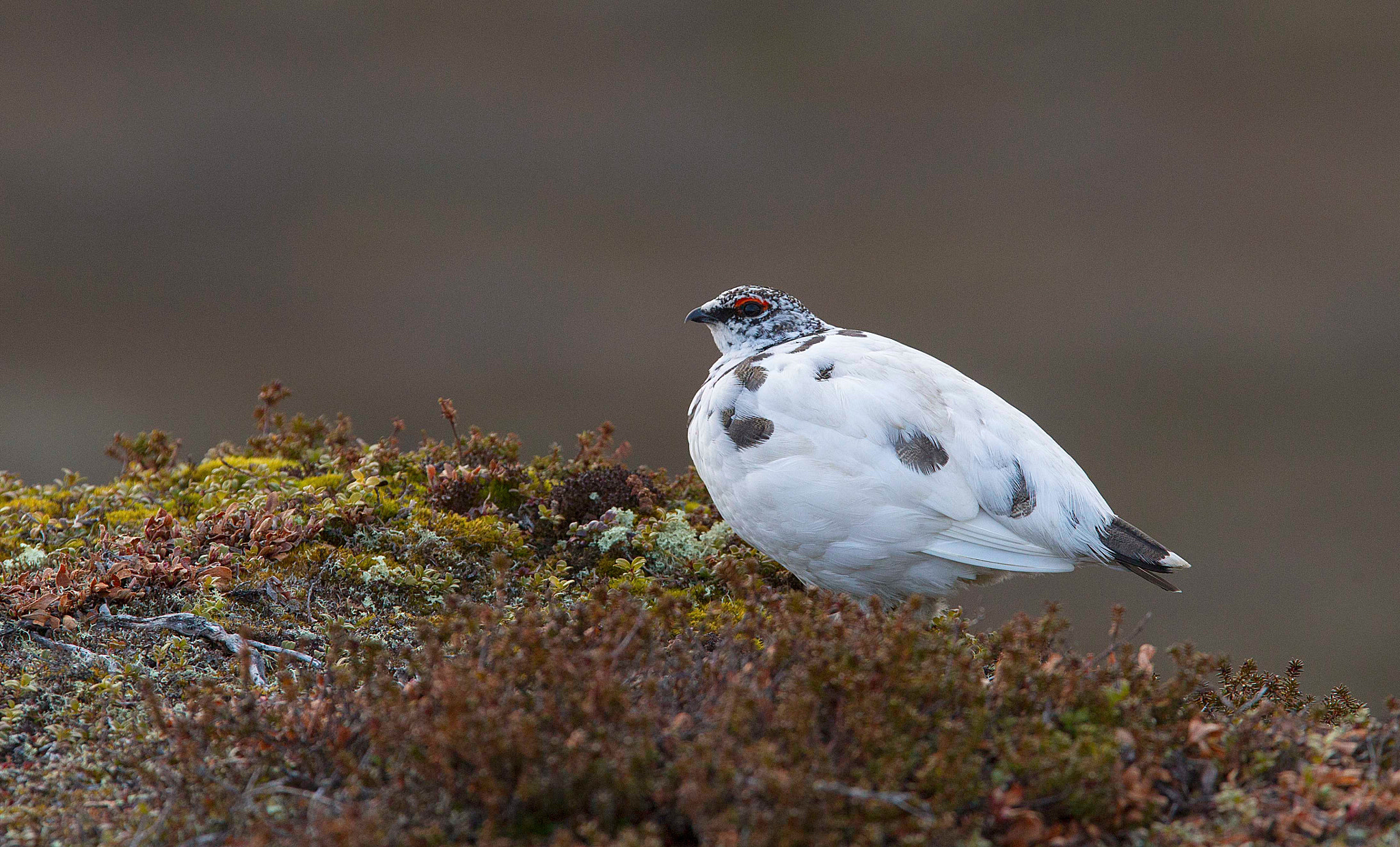 Canon EOS-1D Mark IV + Canon EF 300mm F2.8L IS USM sample photo. Male ptarmigan in spring on the tundra photography