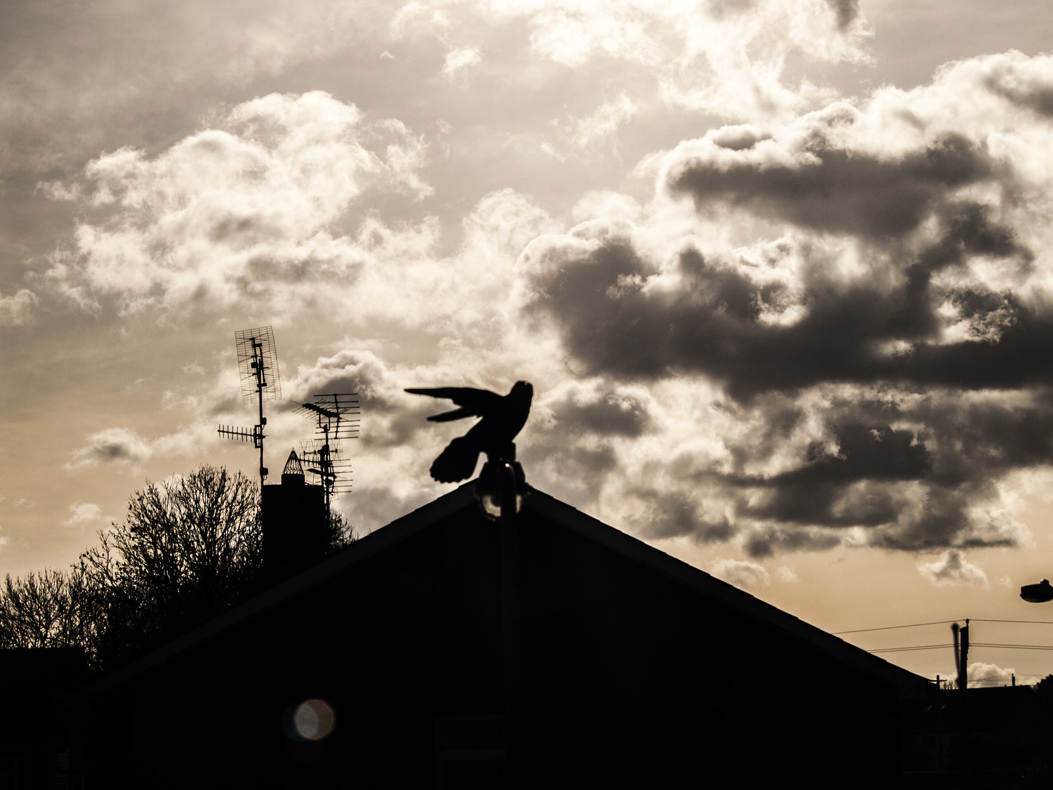 Olympus E-450 (EVOLT E-450) sample photo. Bird + sky photography