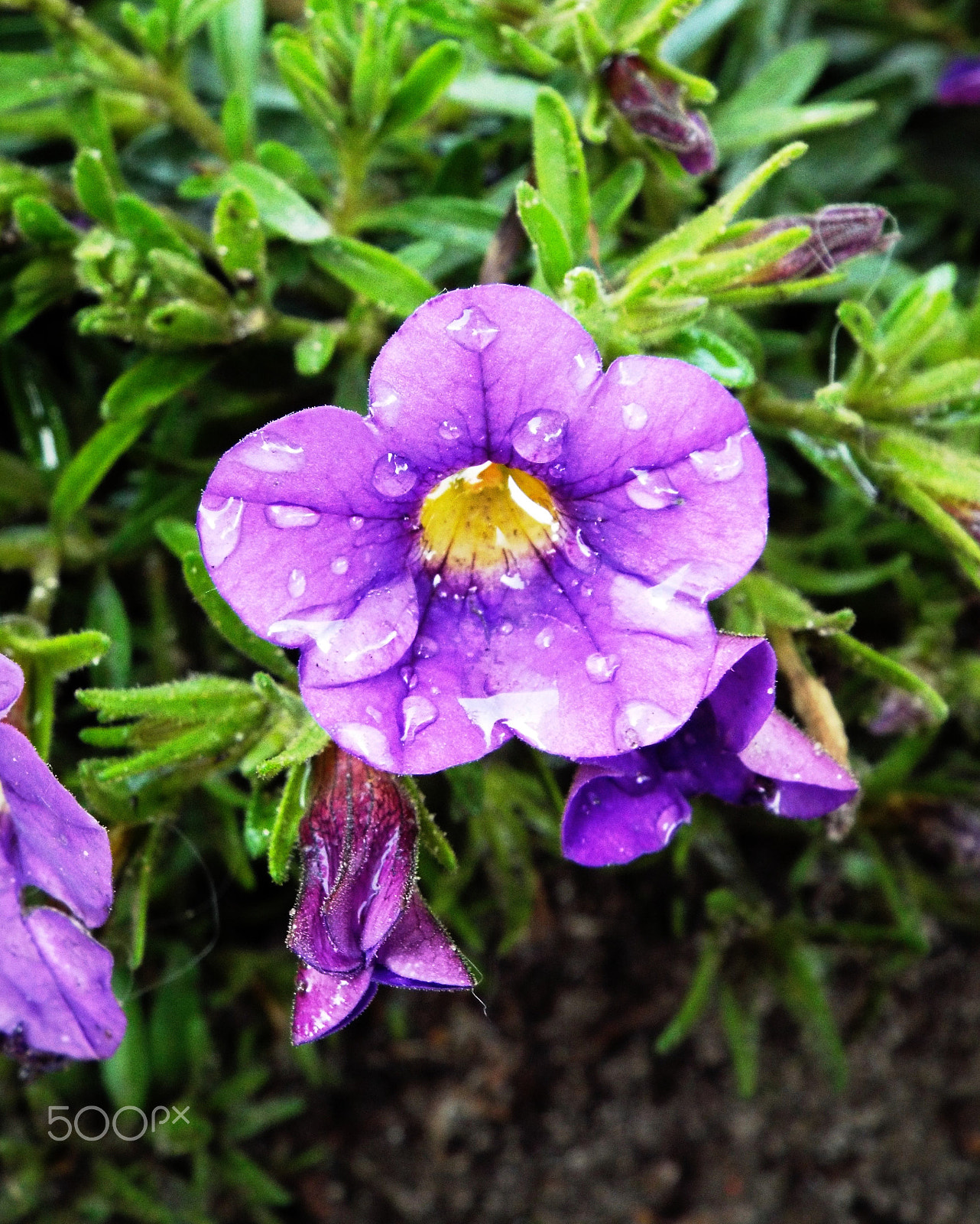 Fujifilm FinePix S8400W sample photo. Shiny water drops on pretty flower photography