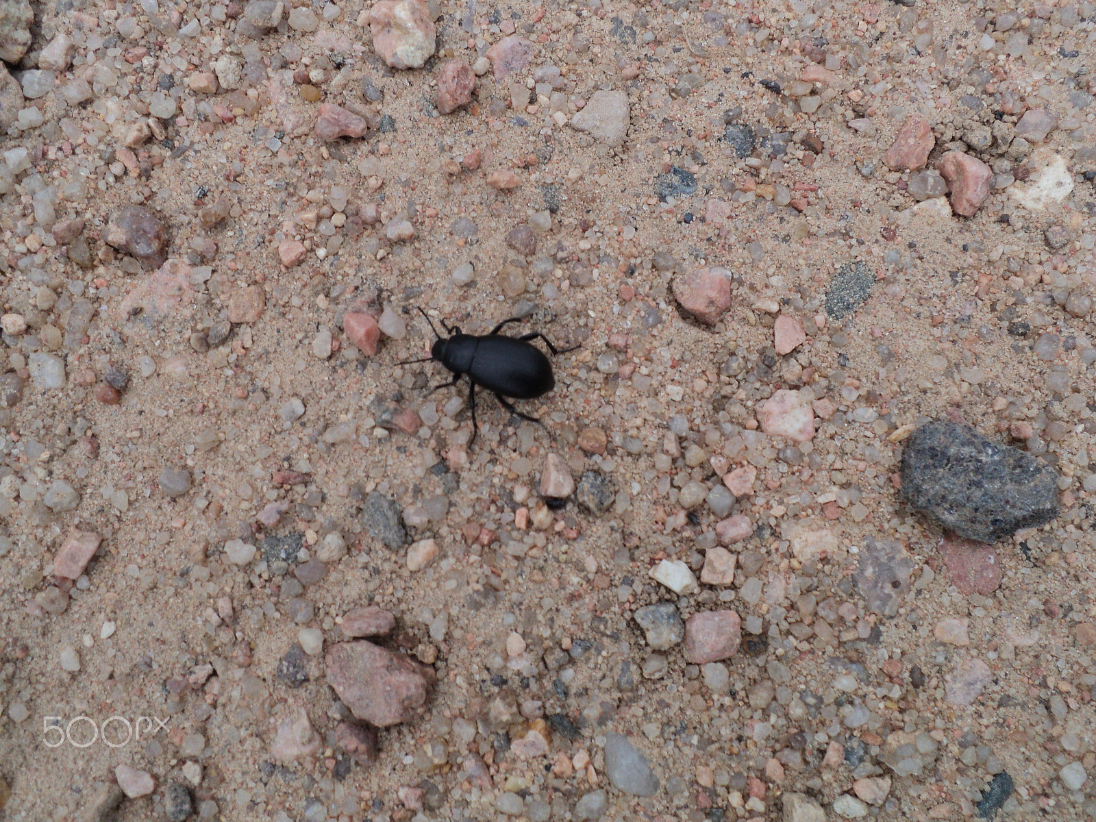 Sony DSC-S2100 sample photo. Black beetle - roxborough state park photography