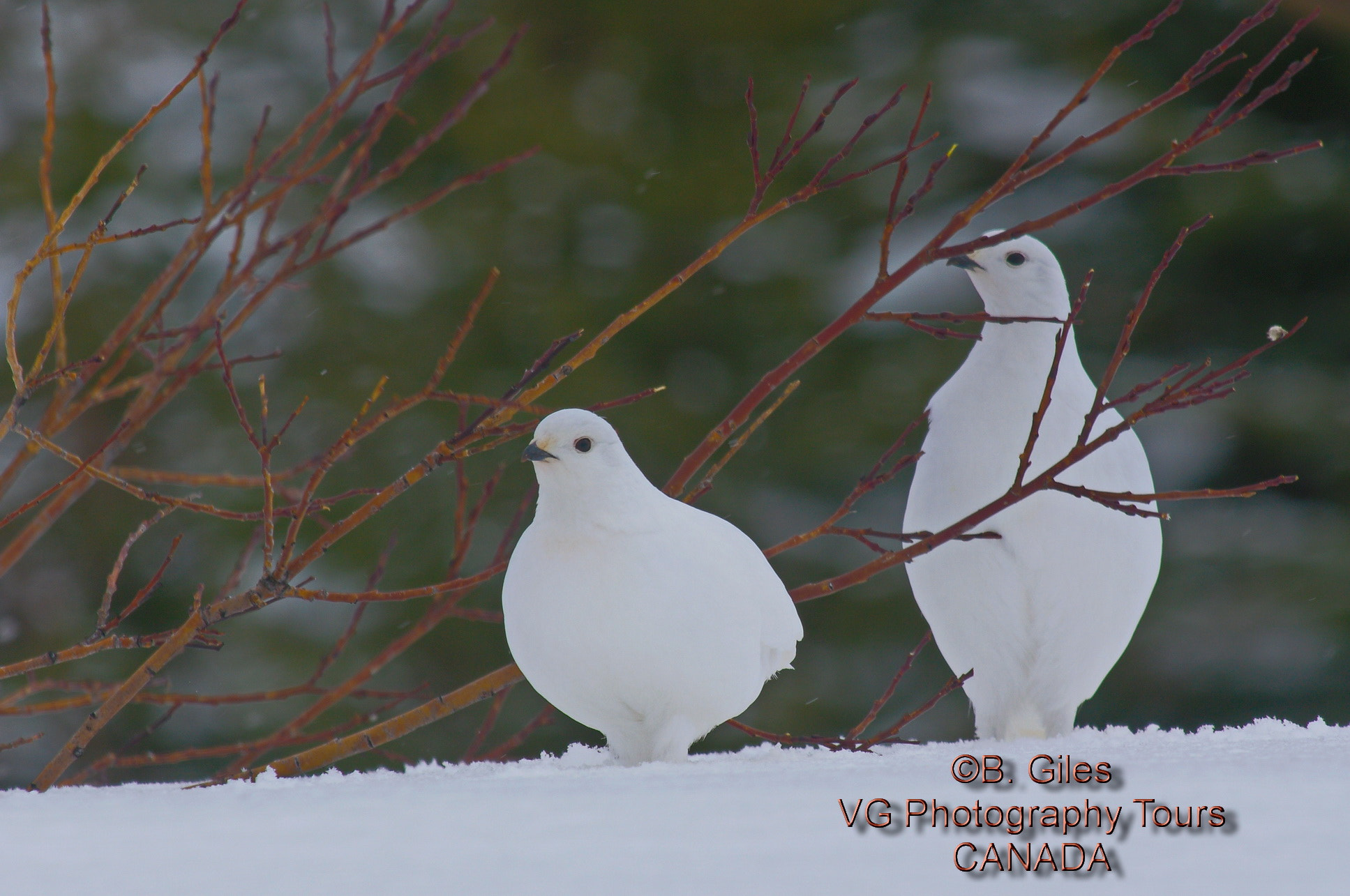 Pentax K-7 sample photo. Winter  ptarmigan photography
