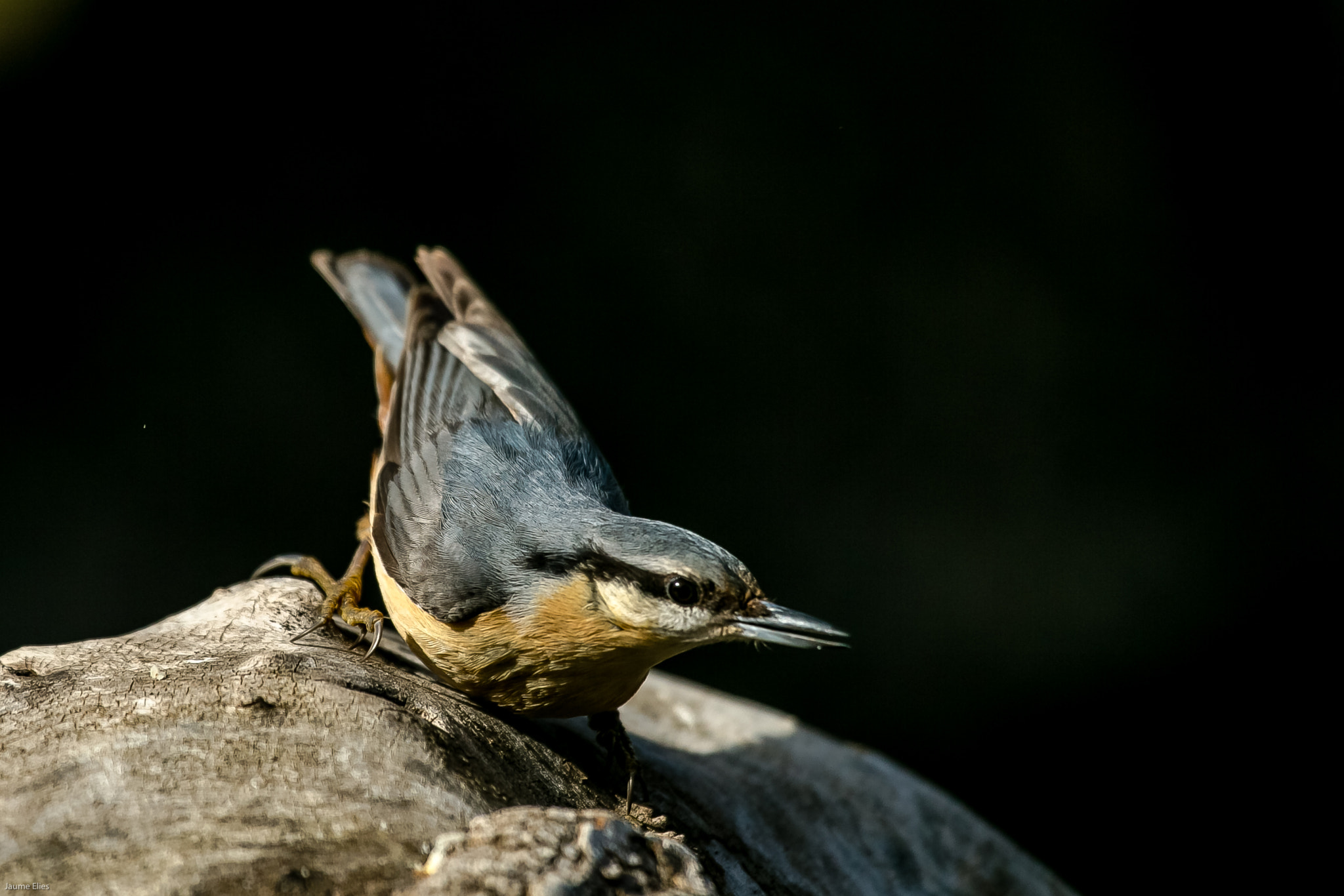 Canon EF 100-400mm F4.5-5.6L IS USM sample photo. Pica soques photography