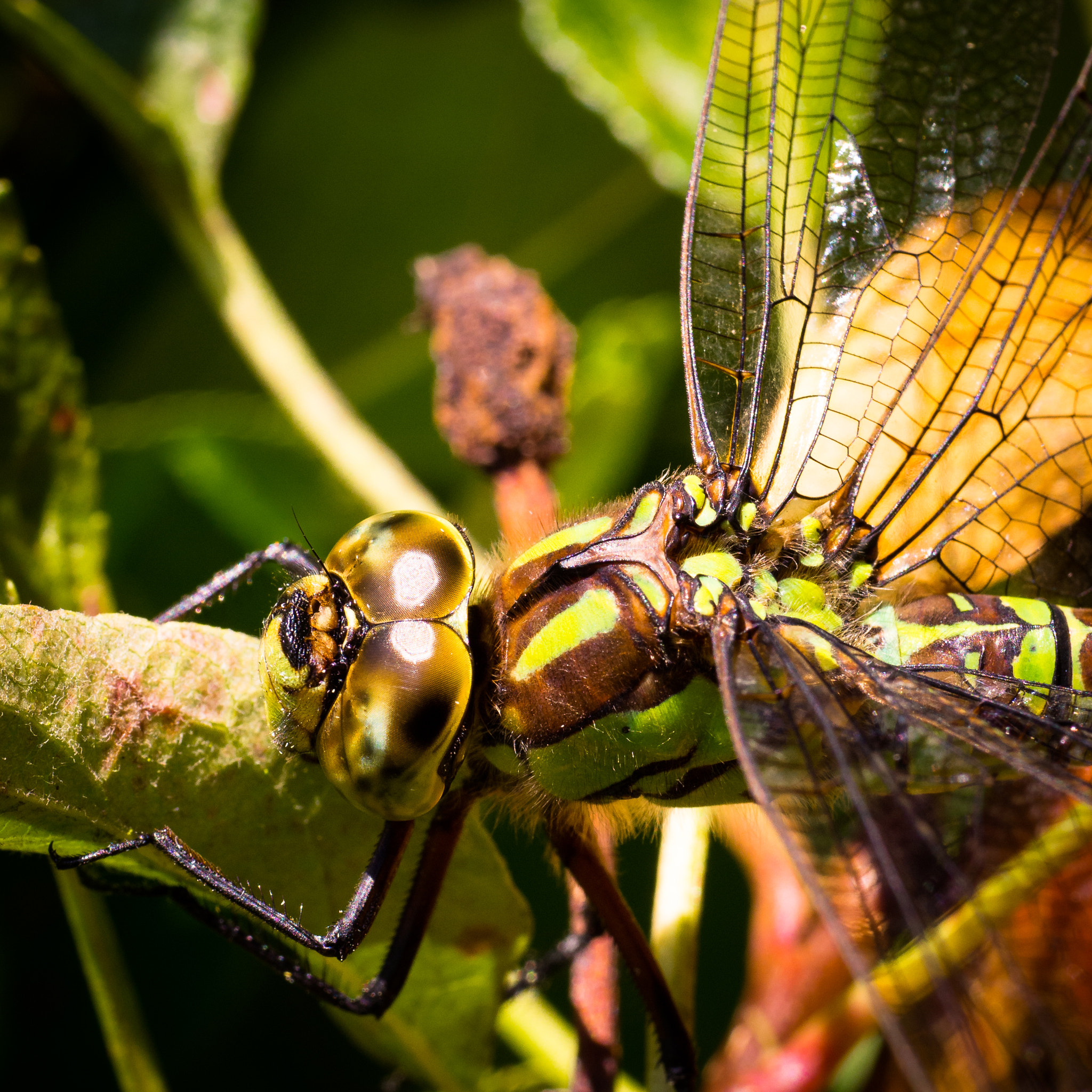 Panasonic Lumix G Macro 30mm F2.8 ASPH Mega OIS sample photo. Dragonfly sittin on a leaf photography