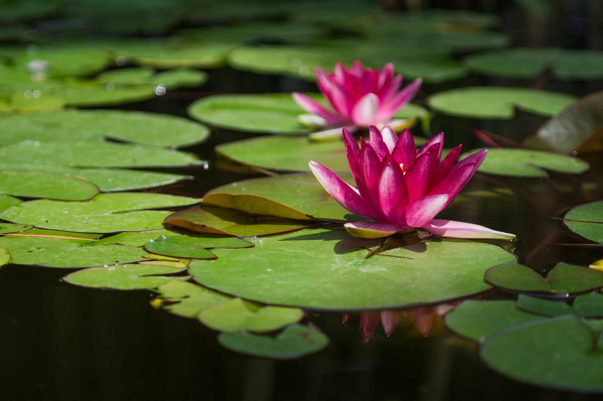 Sony Alpha a5000 (ILCE 5000) + Minolta AF 70-210mm F4 Macro sample photo. Water lily photography