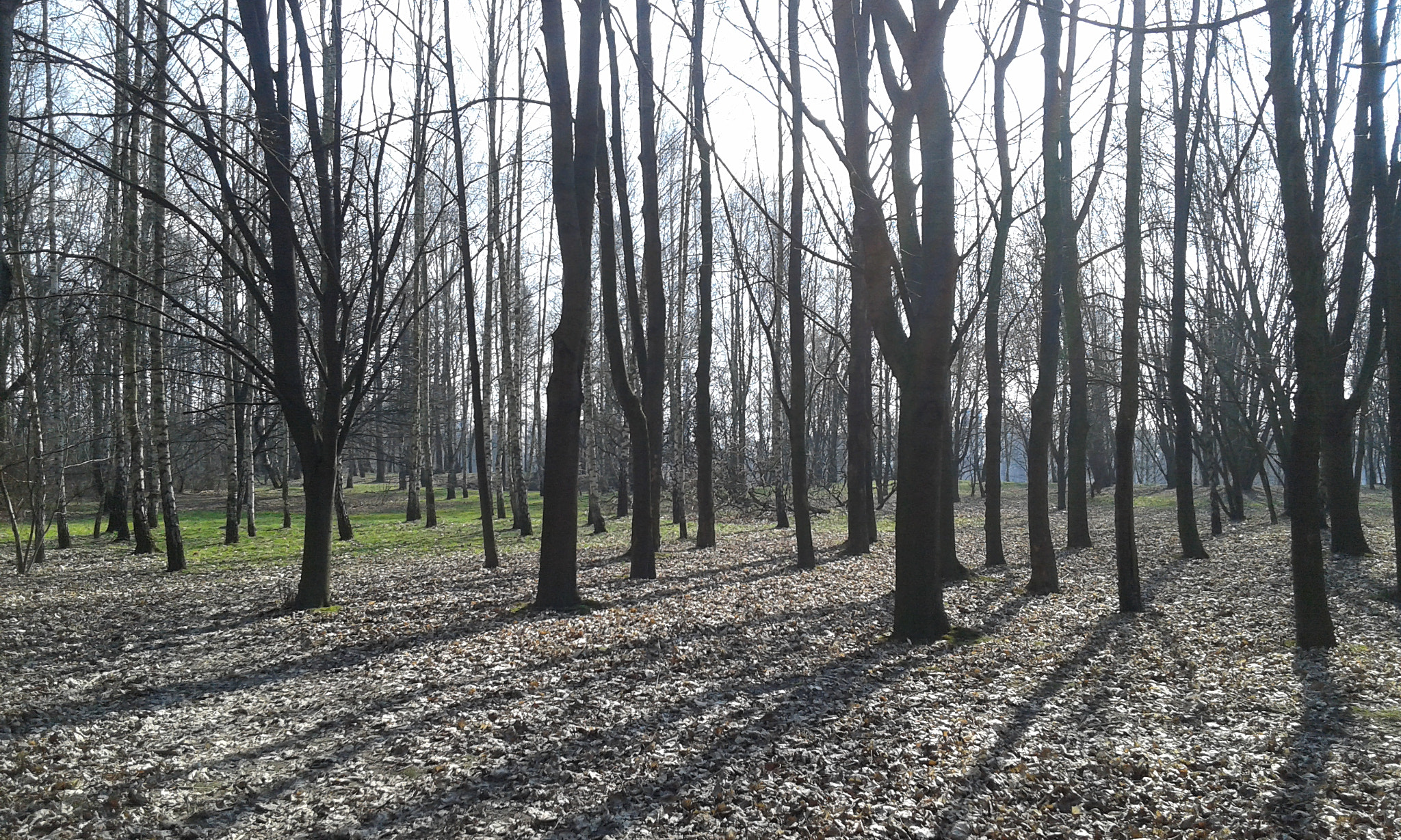 Samsung Galaxy Core Plus sample photo. Trees... photography