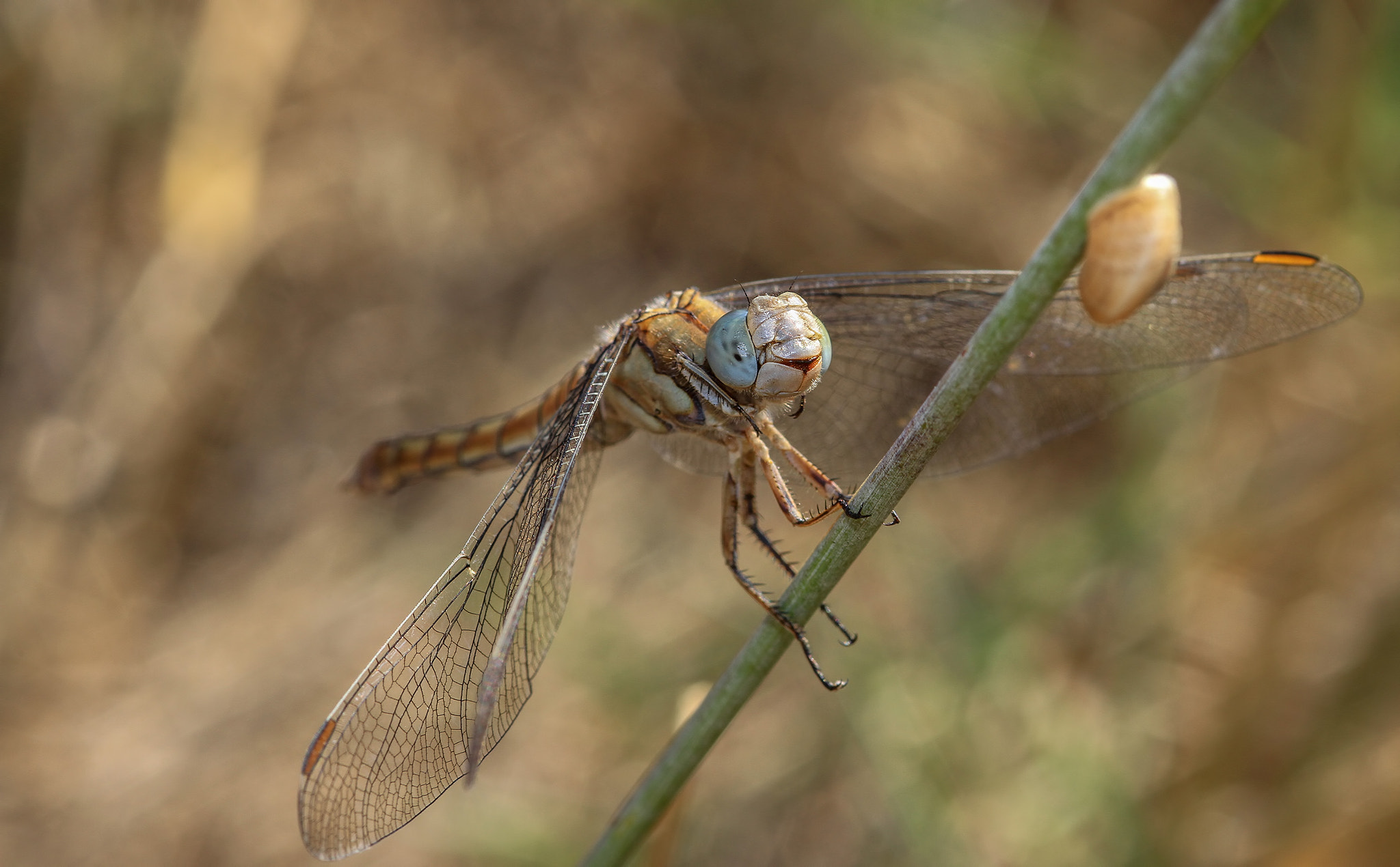 Canon EOS 7D + Sigma 105mm F2.8 EX DG Macro sample photo