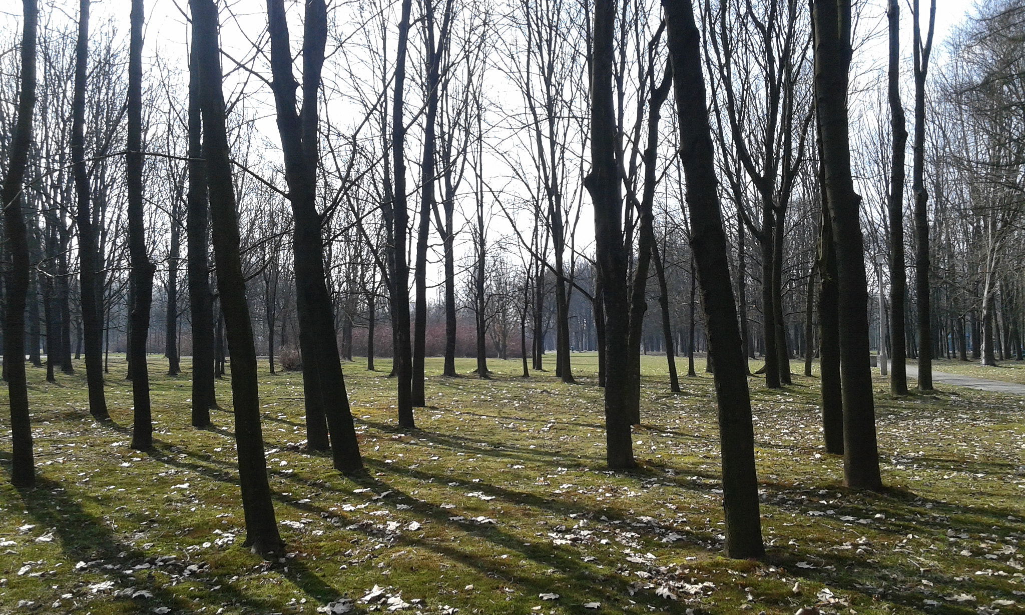 Samsung Galaxy Core Plus sample photo. Again trees...are beautiful ! photography