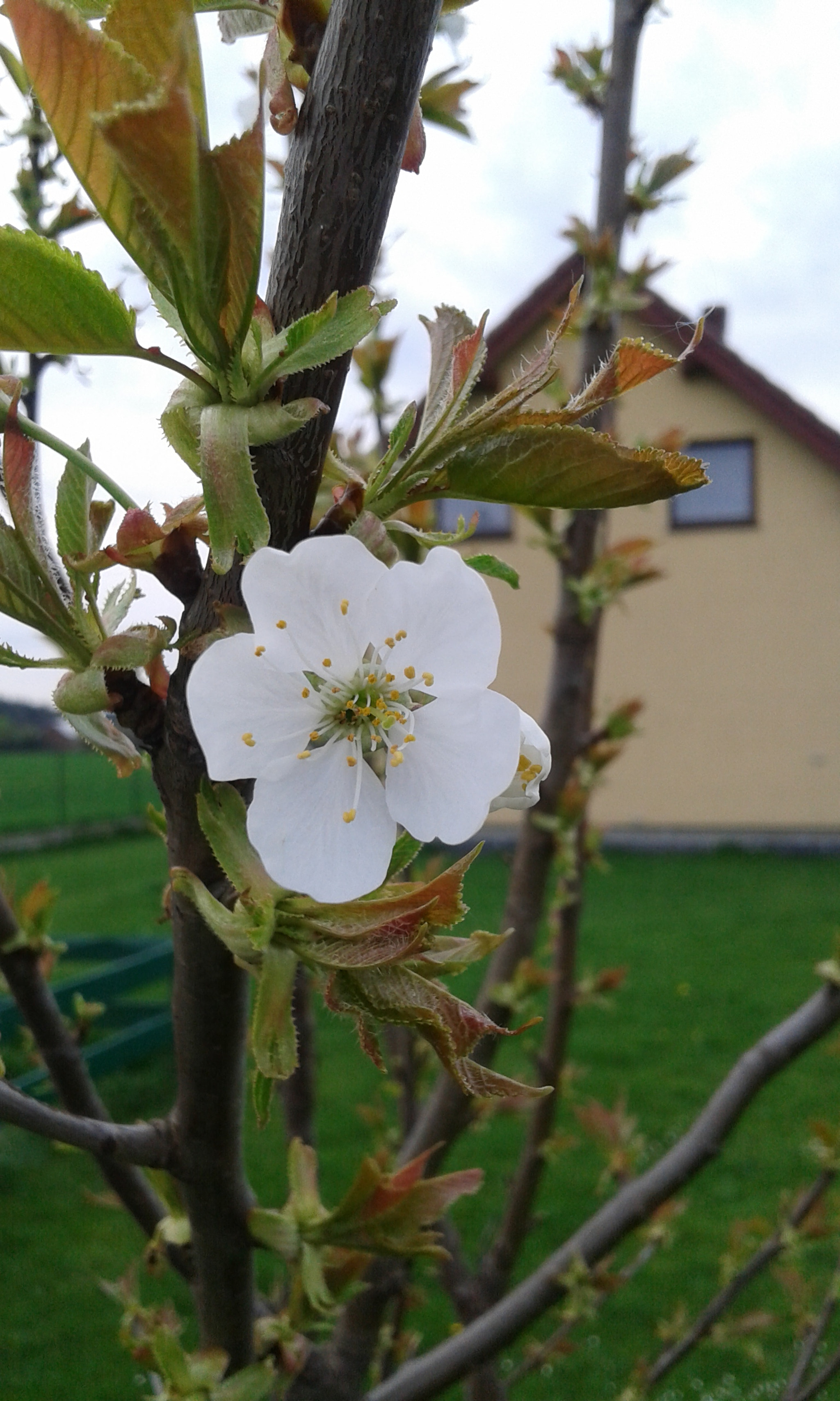 Samsung Galaxy Core Plus sample photo. Flower  photography