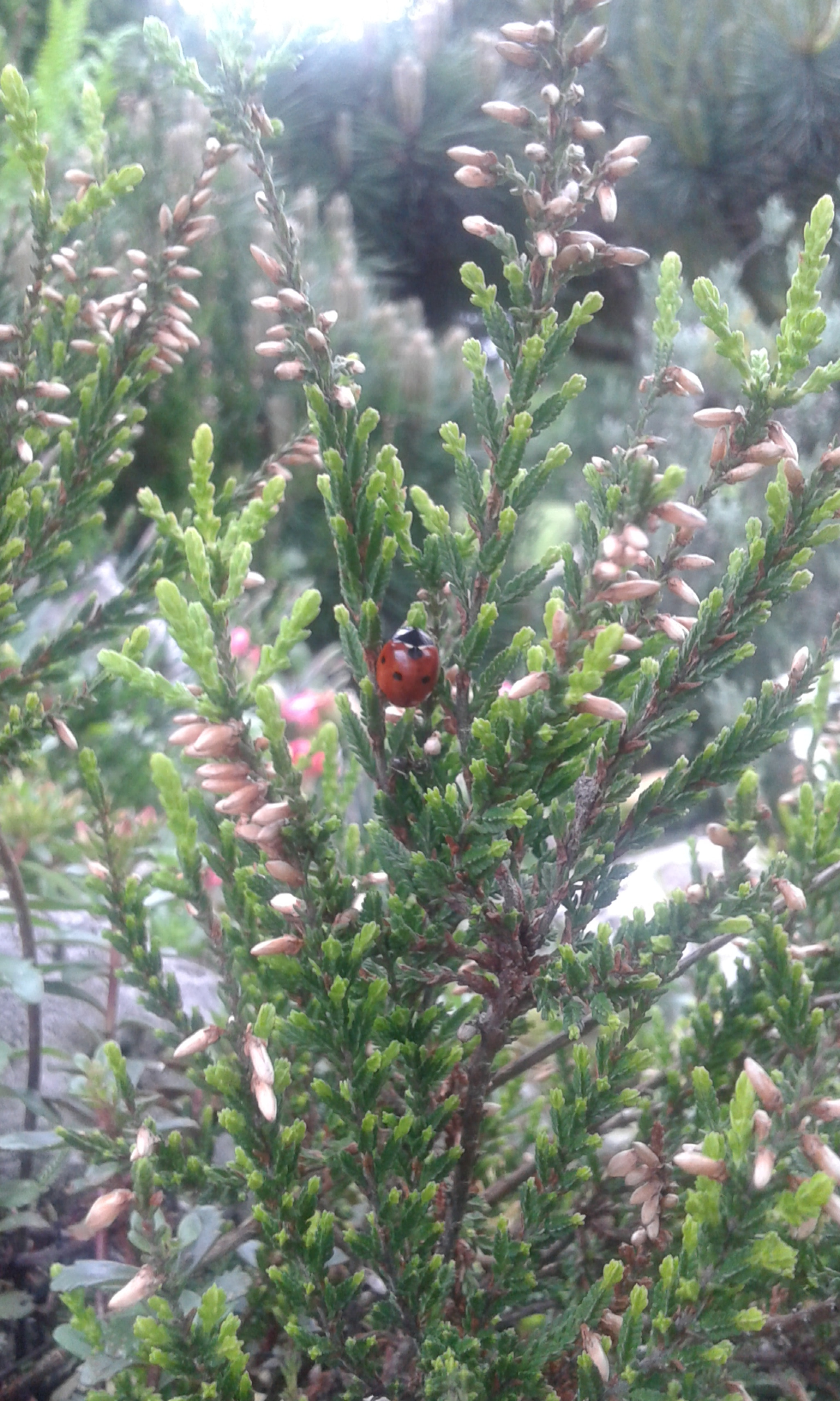 Samsung Galaxy Core Plus sample photo. My garden ;) photography