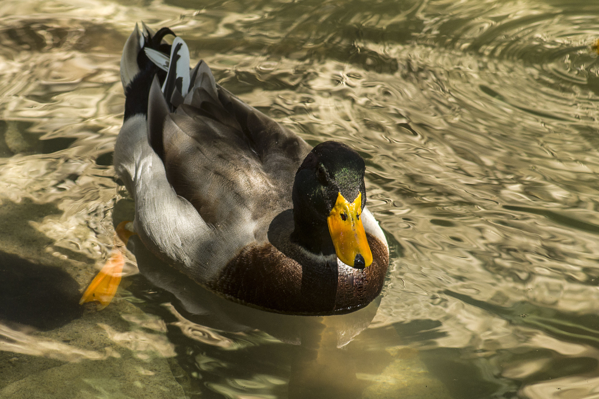 Nikon D7000 + AF Zoom-Nikkor 75-300mm f/4.5-5.6 sample photo. Pato pequinés photography