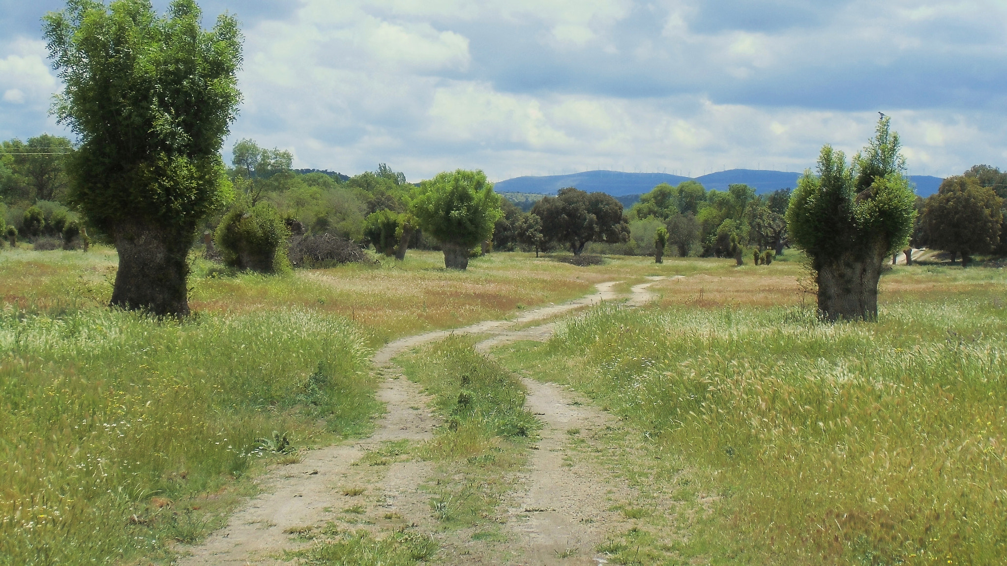 CASIO EX-ZS150 sample photo. Camino fresno photography