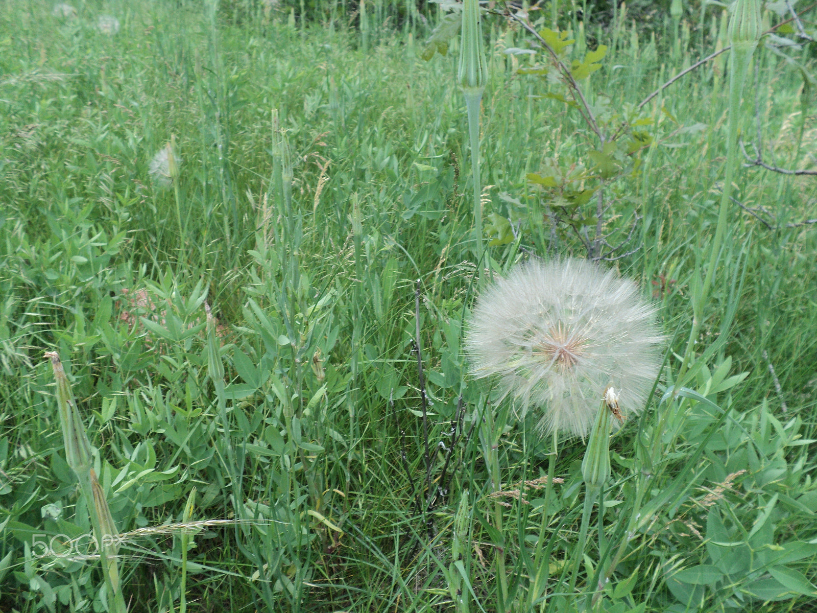 Sony DSC-S2100 sample photo. Roxborough state park photography