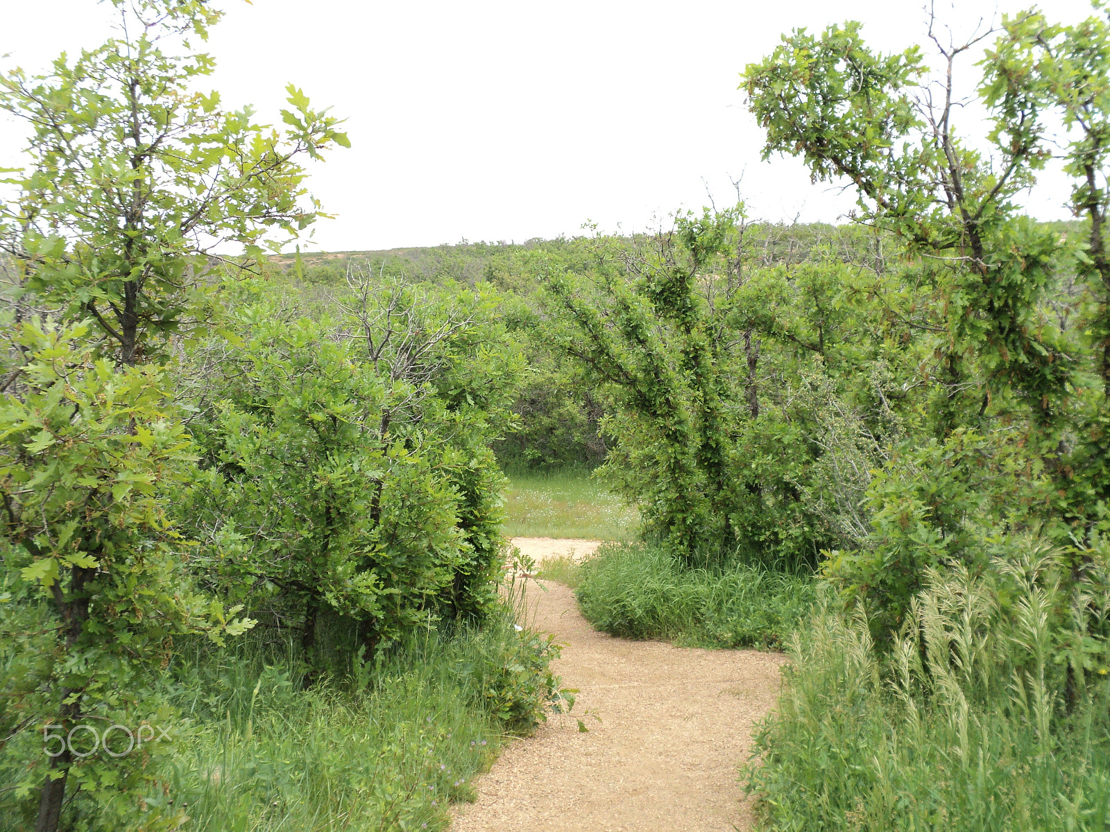 Sony DSC-S2100 sample photo. Roxborough state park photography