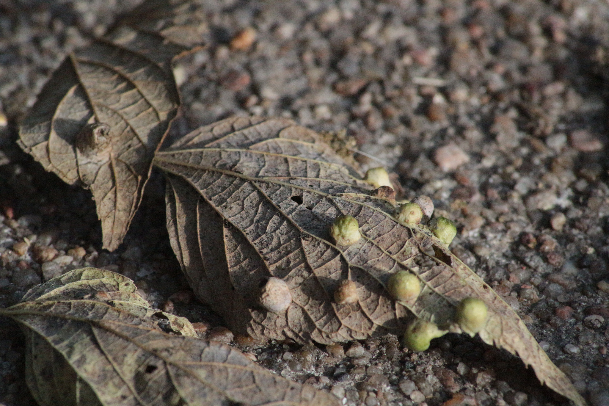 Canon EOS 100D (EOS Rebel SL1 / EOS Kiss X7) sample photo. Leaf photography
