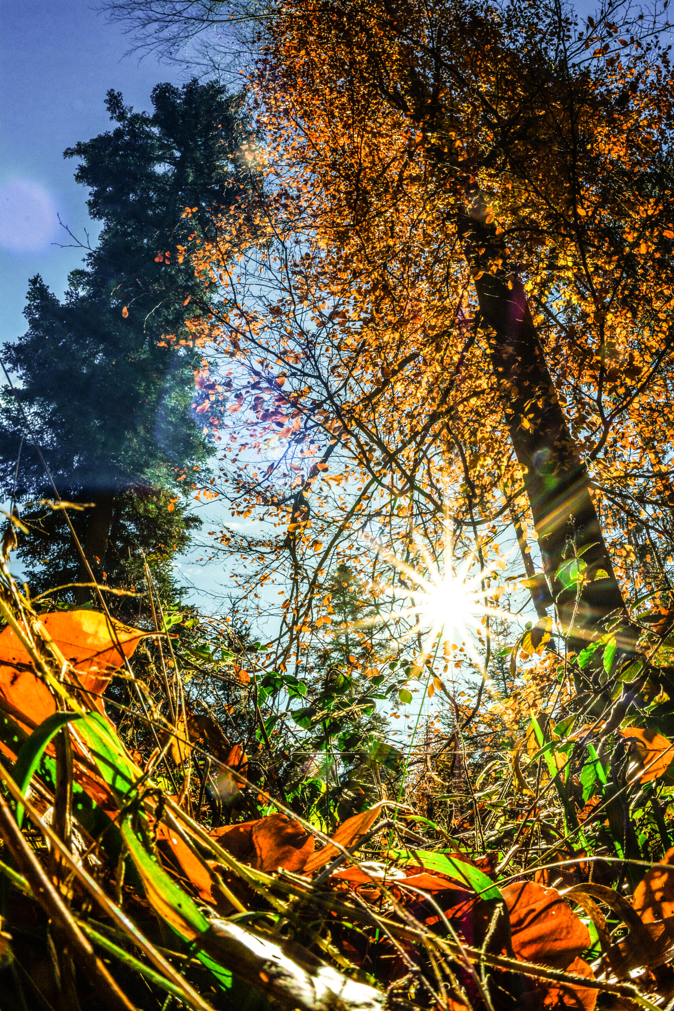 Nikon D5200 + Nikon AF Fisheye-Nikkor 16mm F2.8D sample photo. Enjoy photography