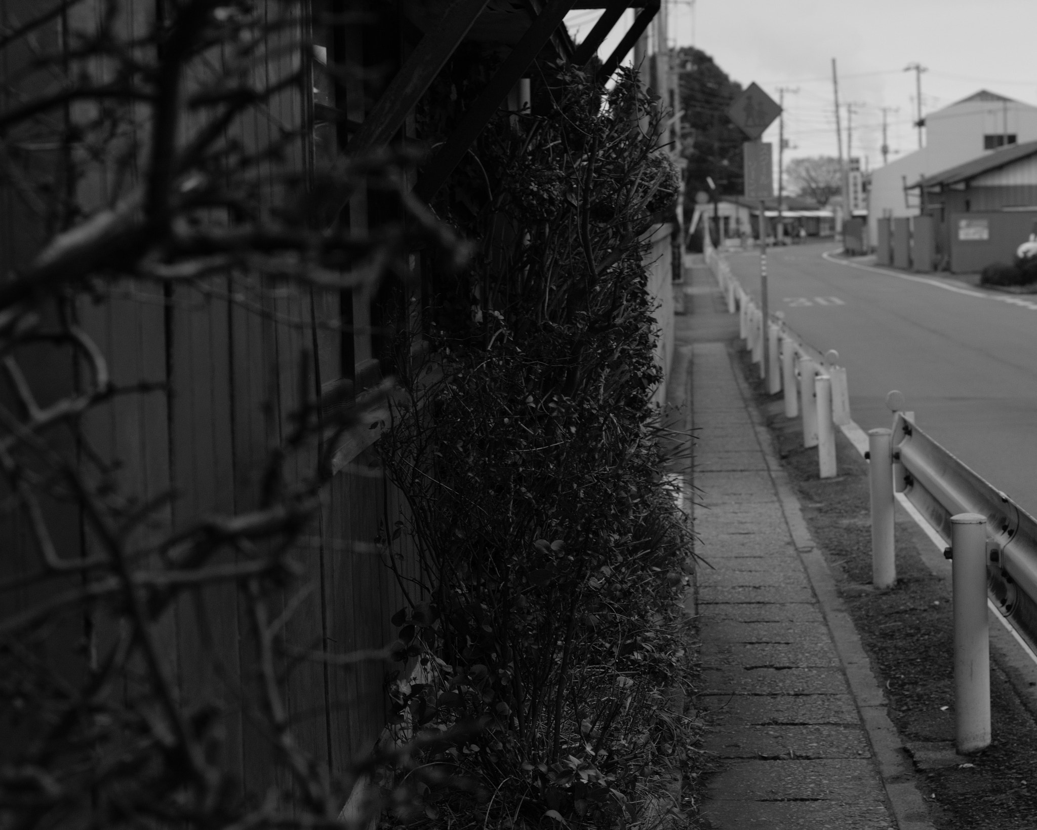 Nikon D5300 + 50mm F1.8 sample photo. Brambles photography