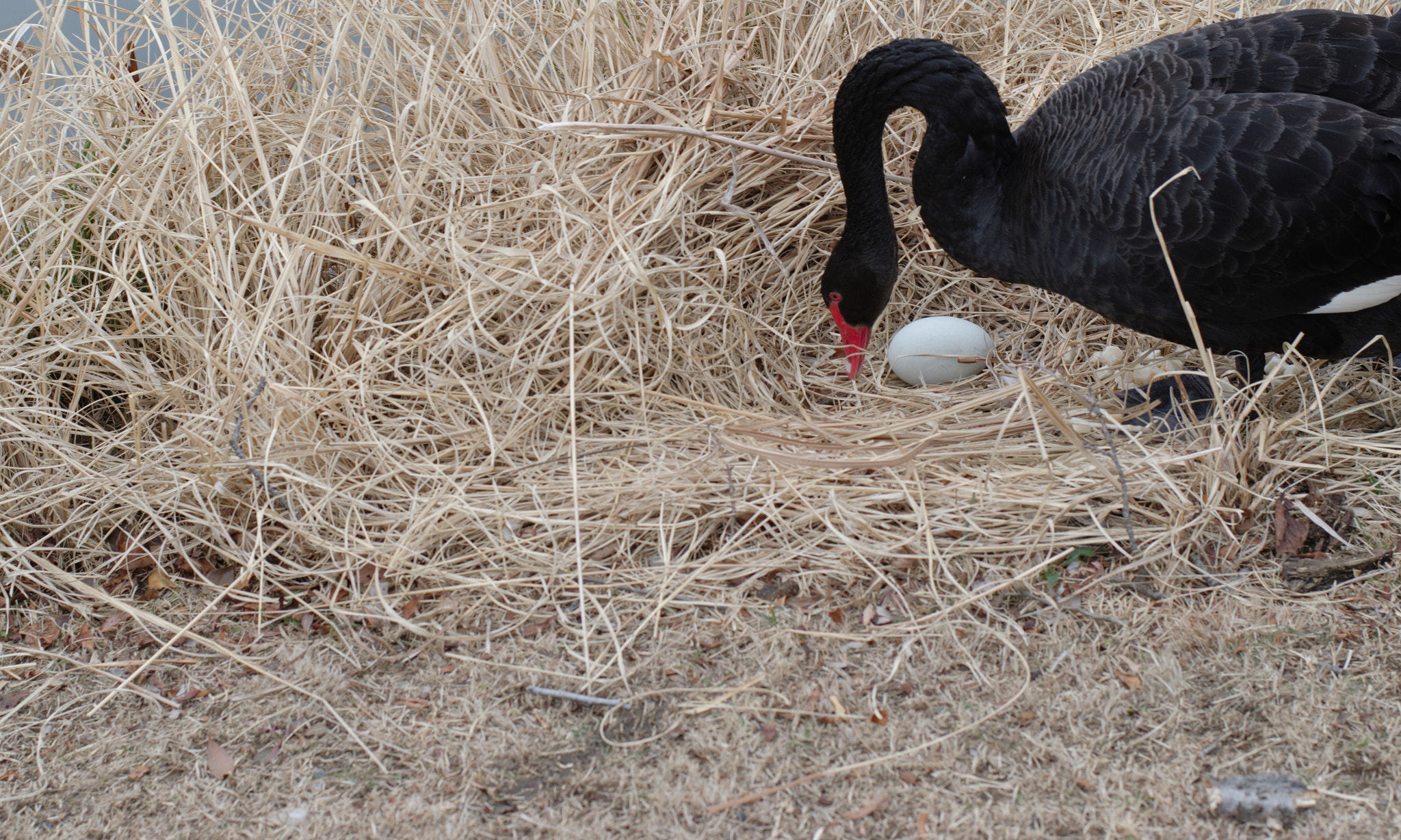 Nikon D5300 + 50mm F1.8 sample photo. The treasure photography
