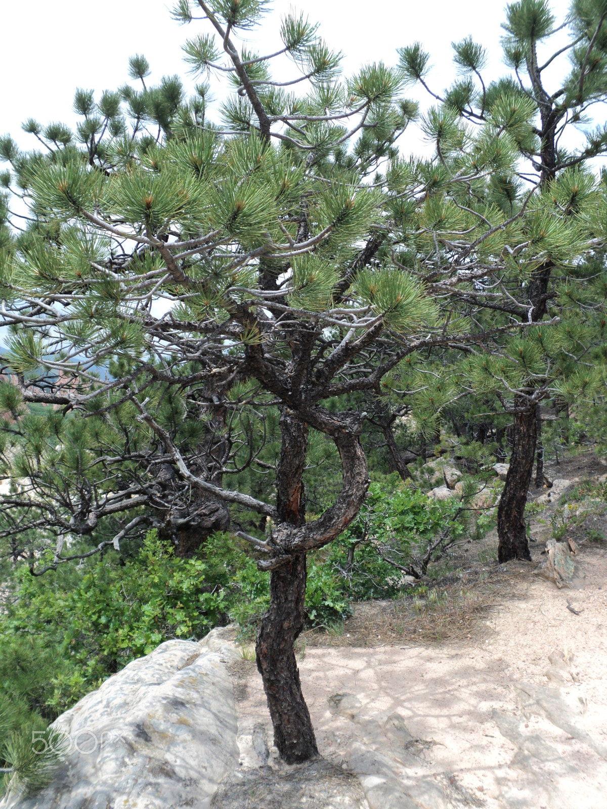 Sony DSC-S2100 sample photo. Roxborough state park photography