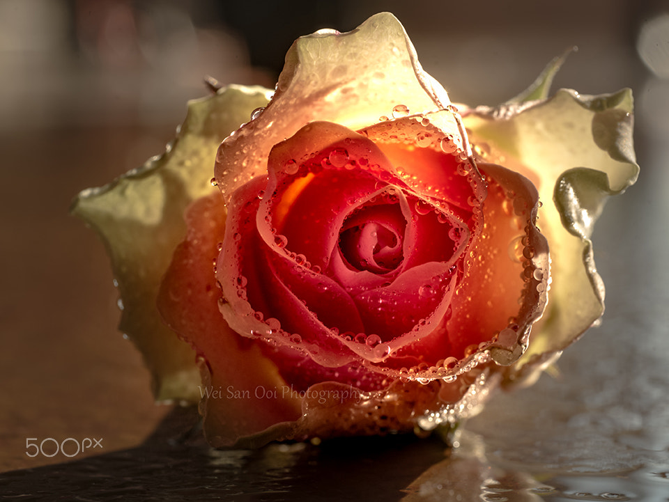 Panasonic Leica DG Macro-Elmarit 45mm F2.8 ASPH OIS sample photo. Rose 37 photography