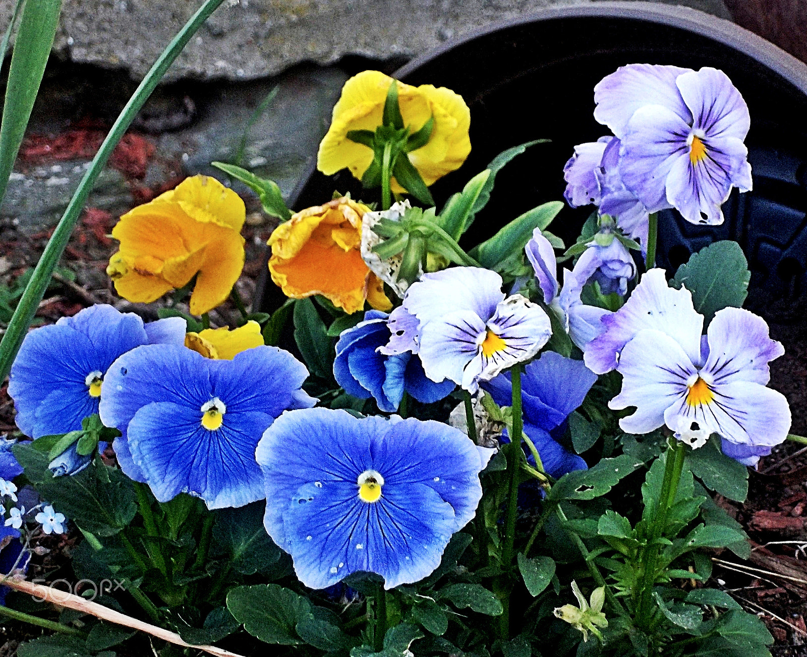 Kodak EASYSHARE M575 DIGITAL CAMERA sample photo. Potted flowers photography