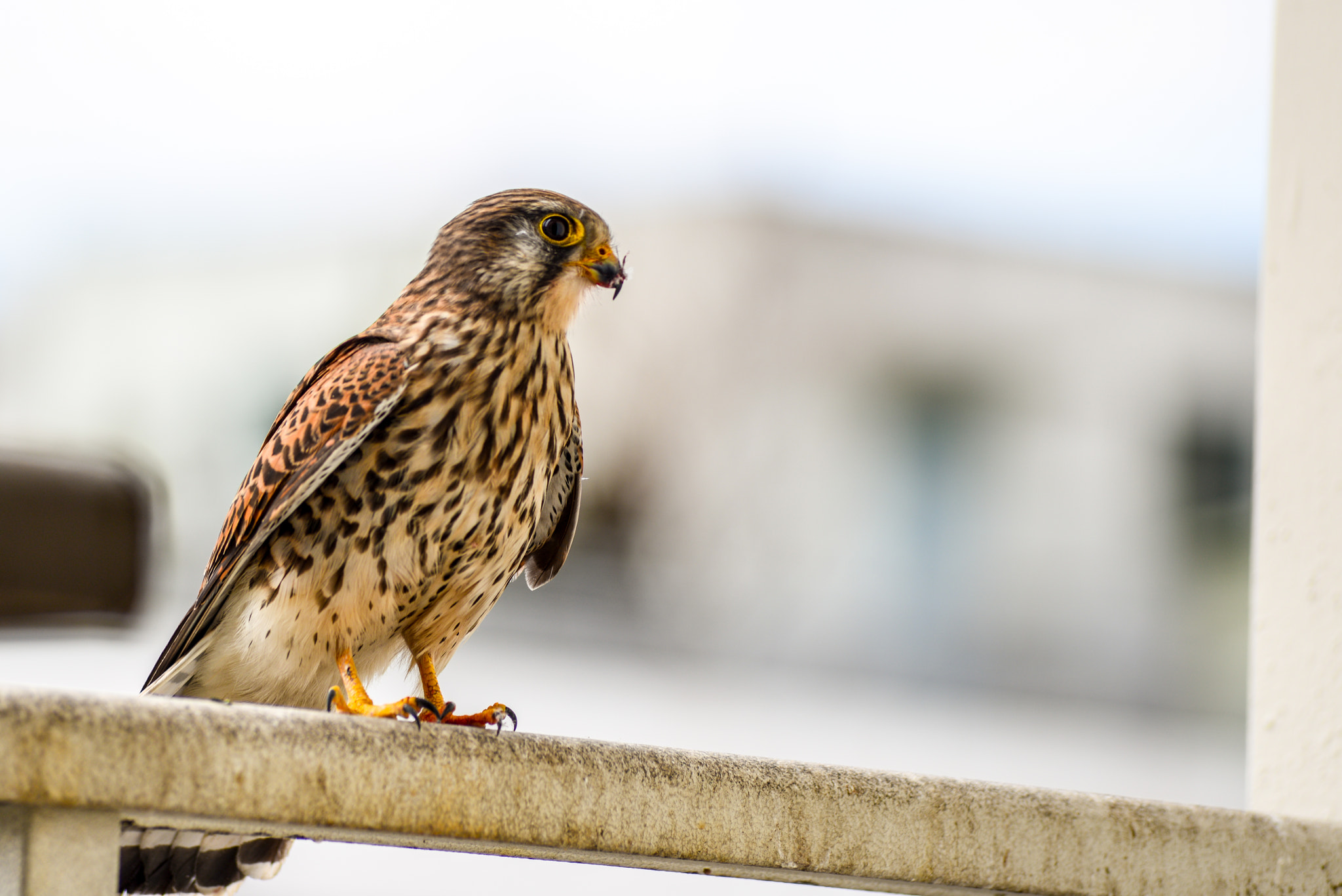 AF Zoom-Nikkor 80-200mm f/2.8 ED sample photo. Red tail hawk ate my pidgeon photography