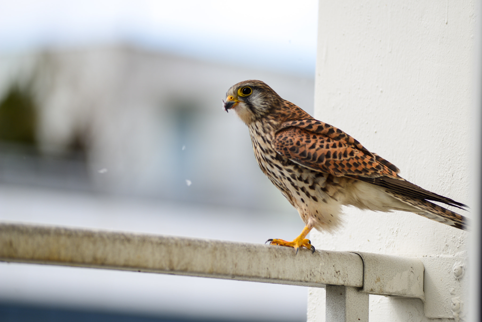 AF Zoom-Nikkor 80-200mm f/2.8 ED sample photo. Red tail hawk eating my pidgeon photography