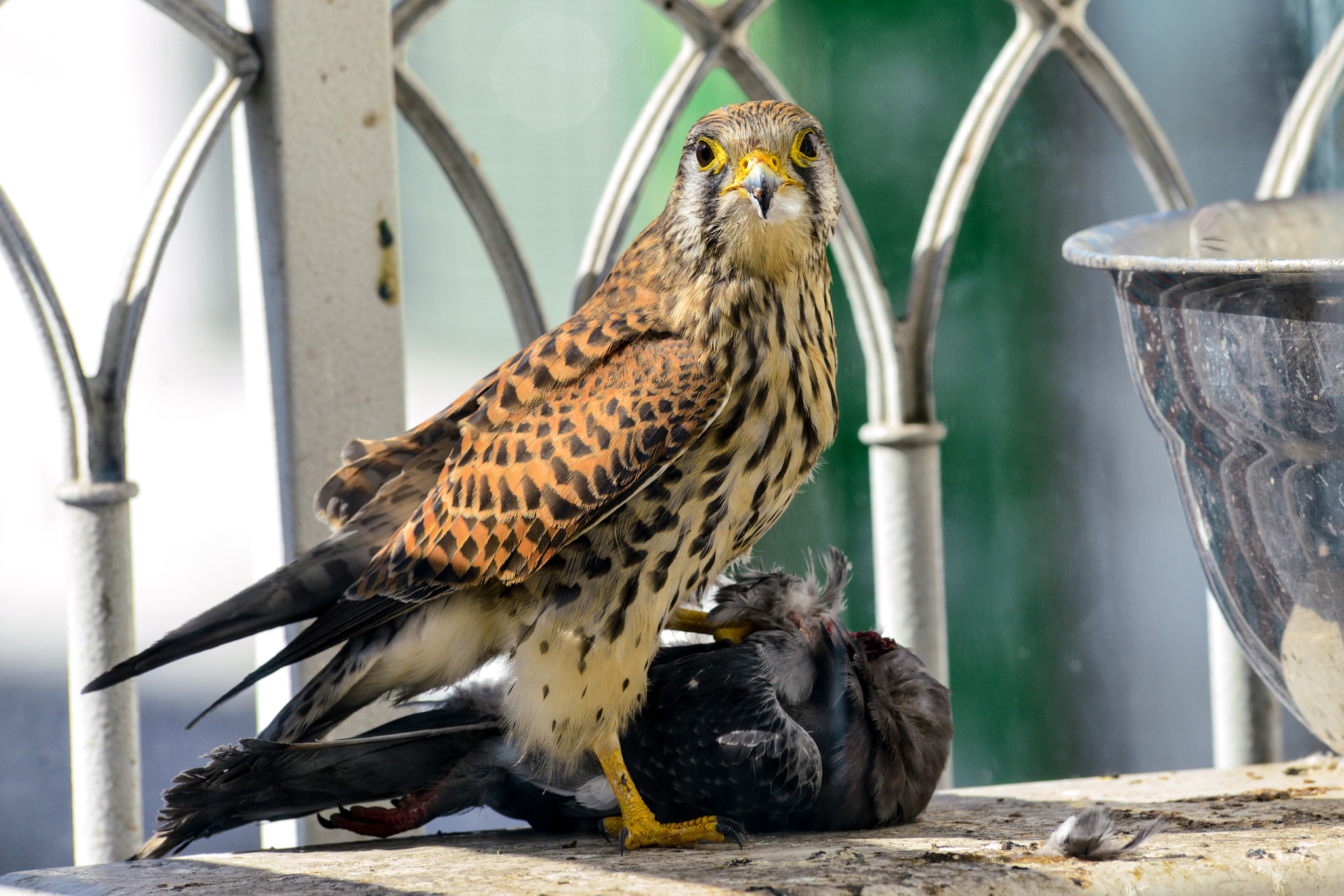 Nikon AF-S Nikkor 300mm F2.8G ED VR II sample photo. Red tailed hawk ( angel of death ) photography