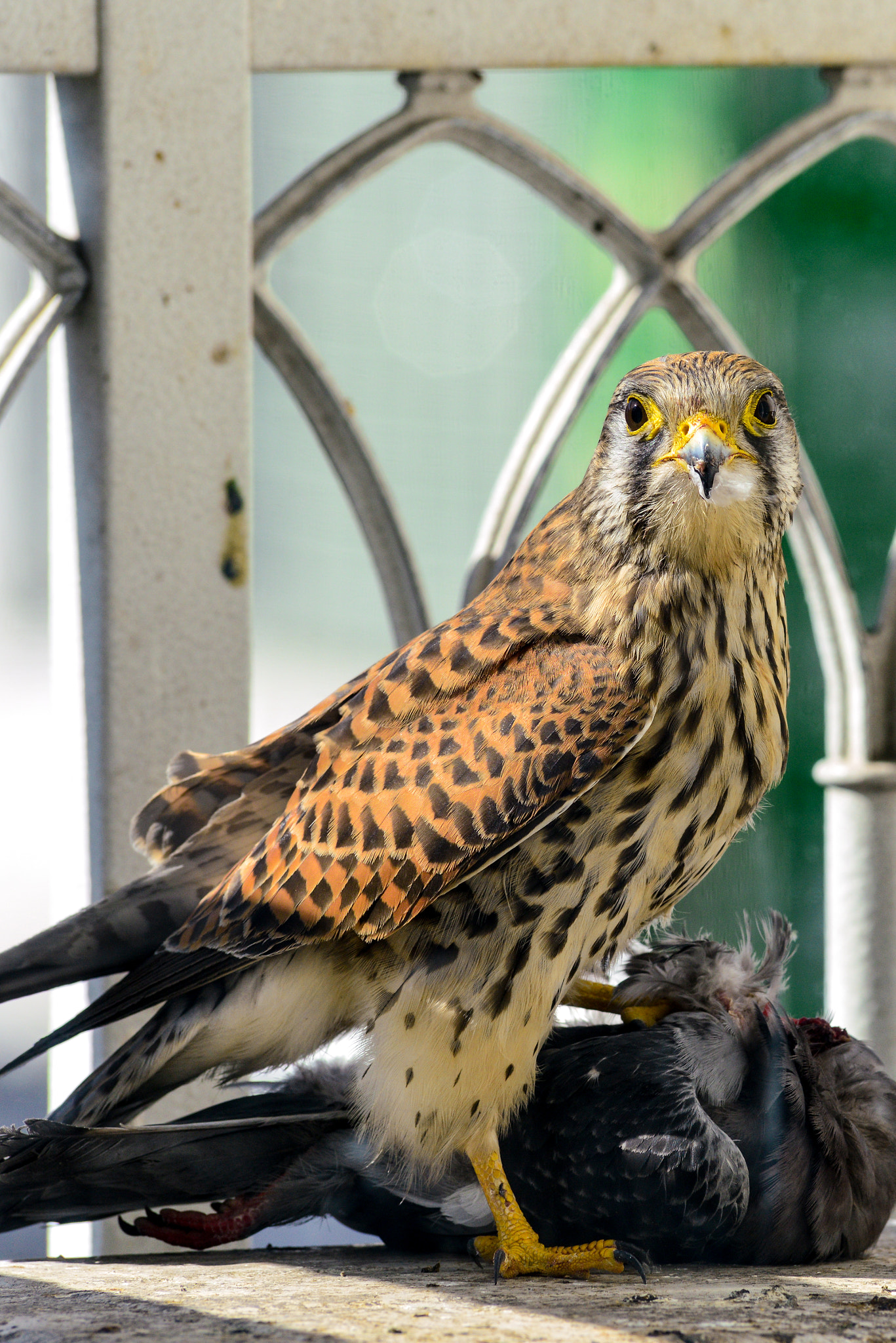 Nikon AF-S Nikkor 300mm F2.8G ED VR II sample photo. Red tailed hawk angel of death eating pigeon photography