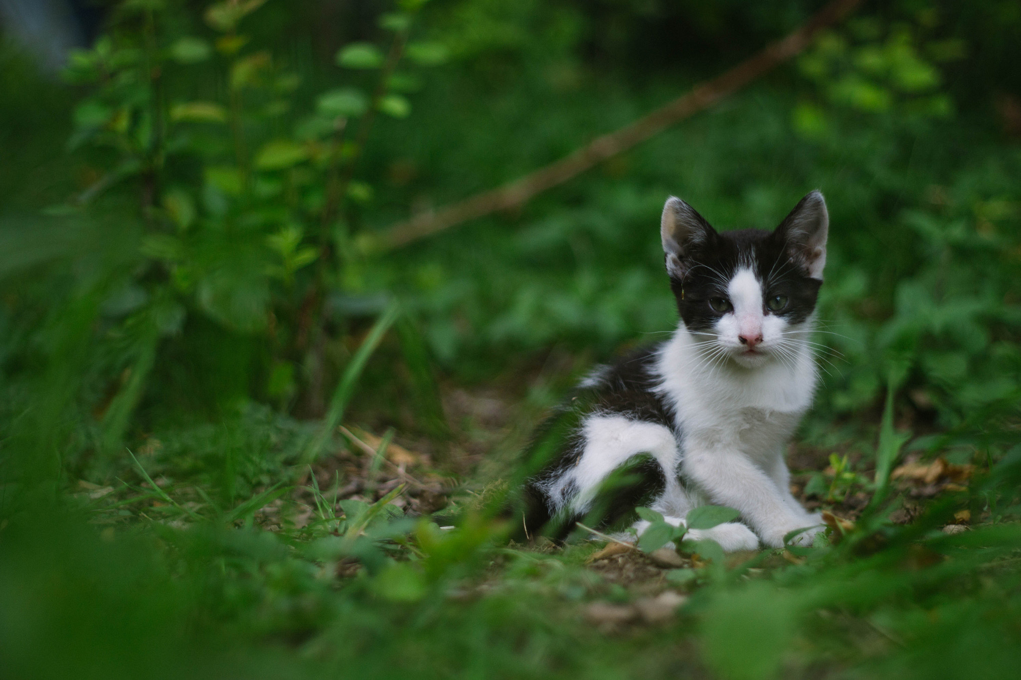 Canon EOS 100D (EOS Rebel SL1 / EOS Kiss X7) + Canon EF 50mm f/1.8 sample photo. Kitten photography