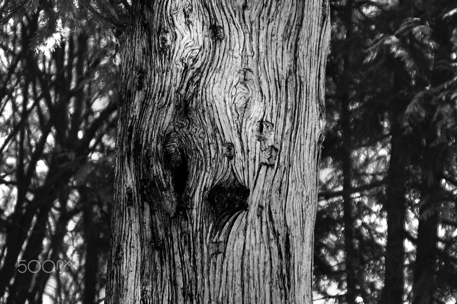 Sony SLT-A58 + Sigma 70-210mm F4-5.6 APO sample photo. Wooden texture b&amp;w photography