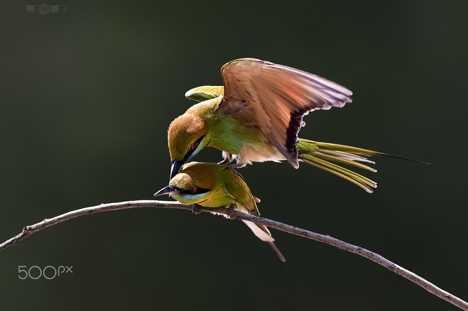 Nikon AF-S Nikkor 600mm F4D ED-IF II sample photo