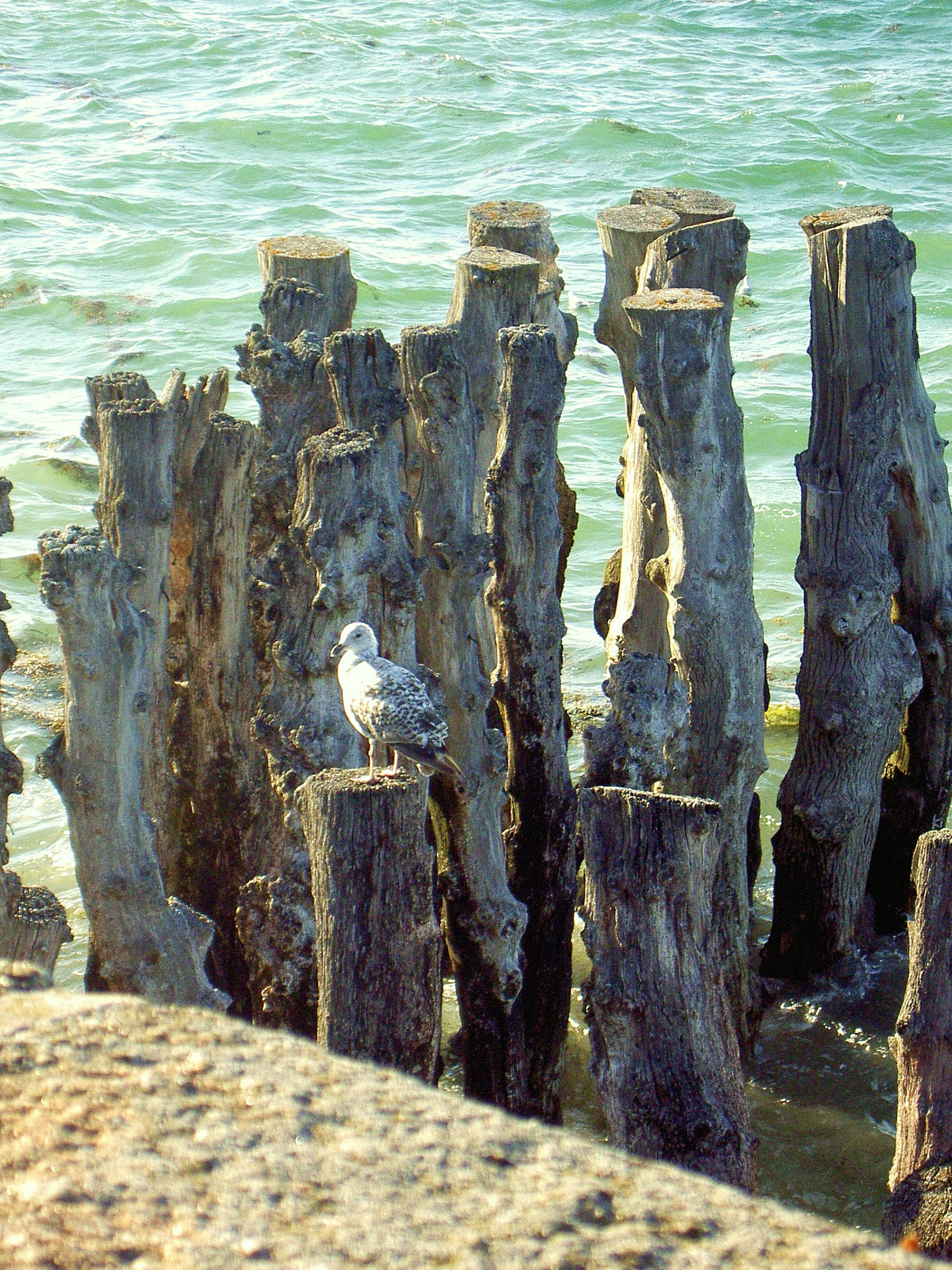 KONICA MINOLTA Revio KD-420Z sample photo. Gaviota en troncos (saint malo) photography