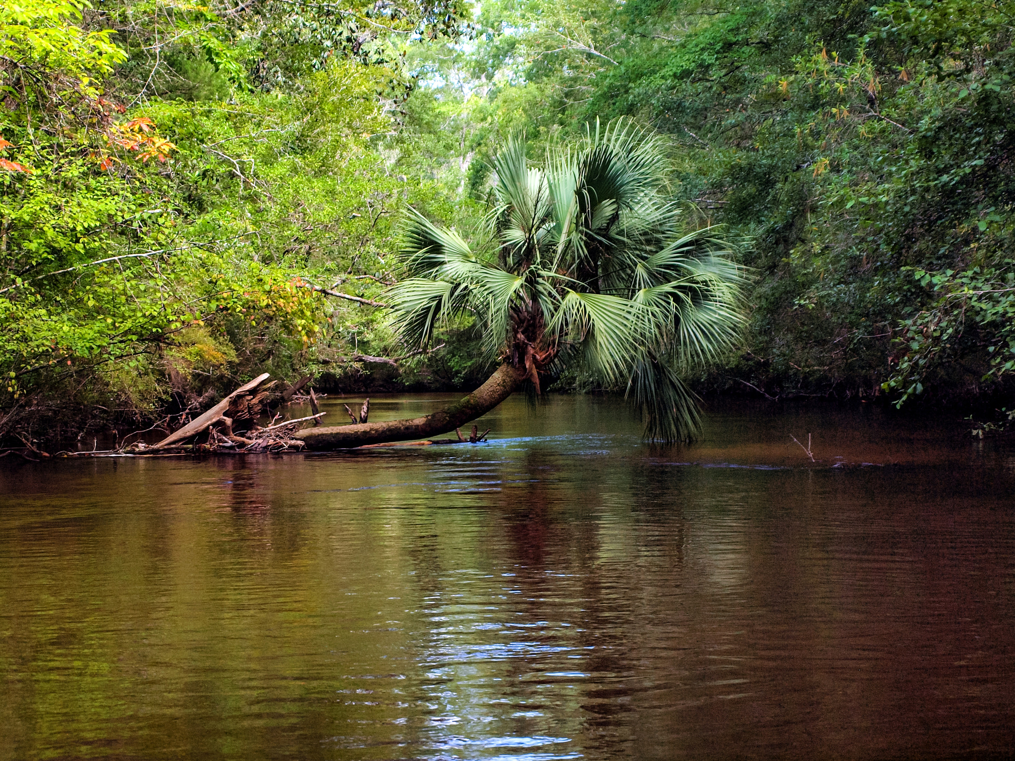 Olympus E-600 (EVOLT E-600) + OLYMPUS 14-42mm Lens sample photo. The crooked palm on econfina creek photography