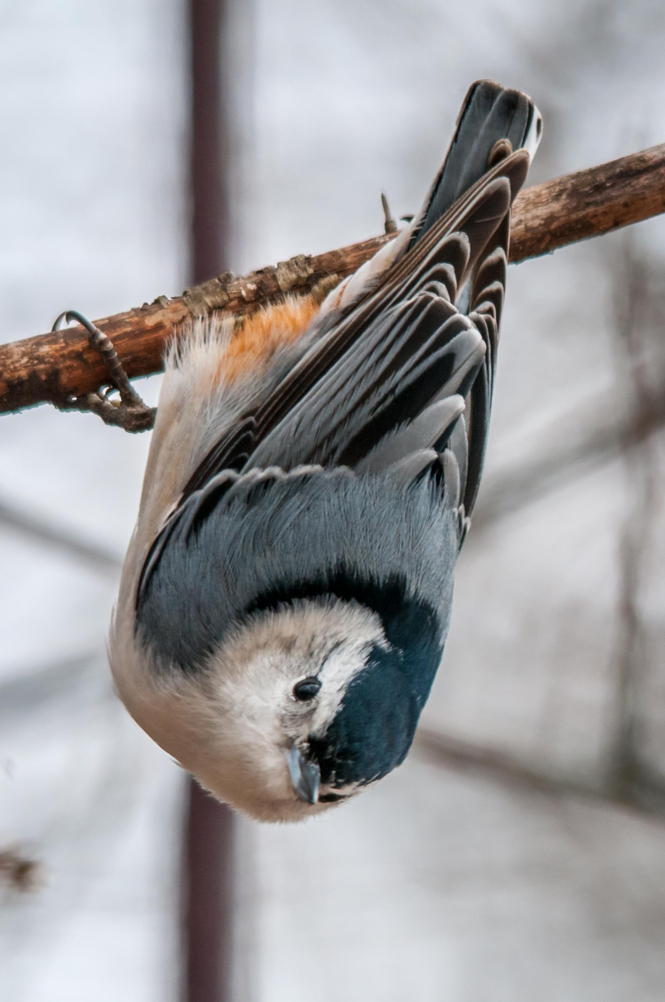 Sigma 150-500mm F5-6.3 DG OS HSM sample photo. Nuthatch photography