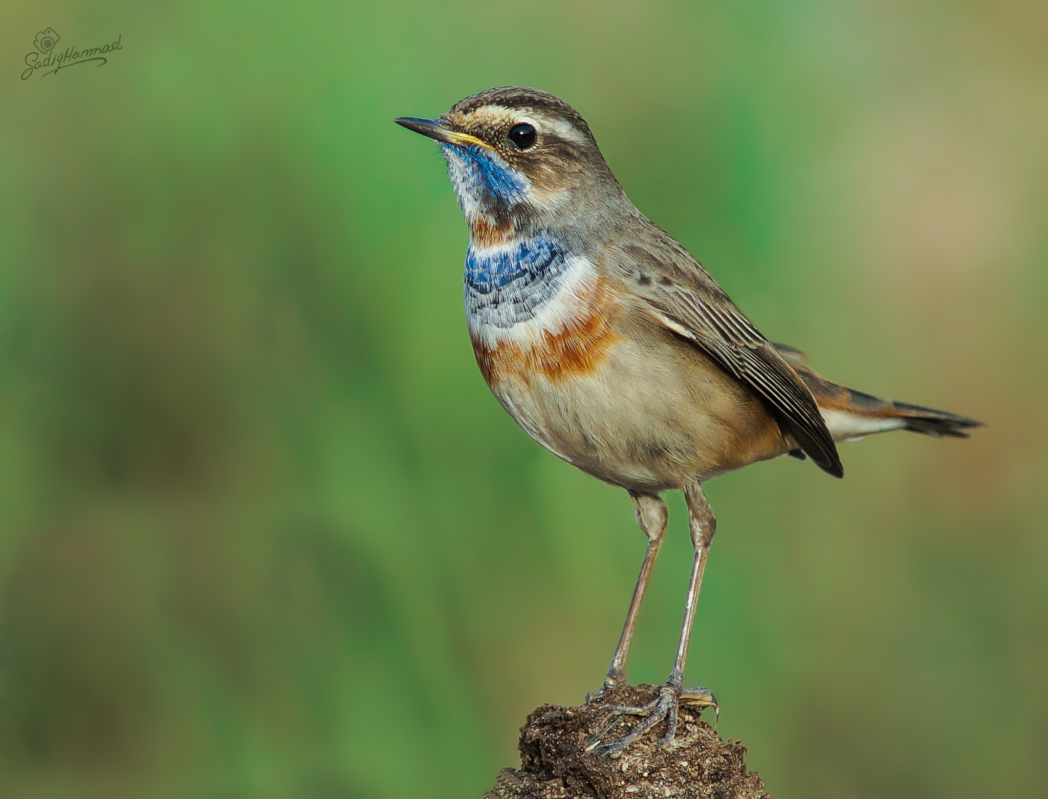 Minolta AF 300mm F2.8 HS-APO G sample photo. Bluethroat bird photography