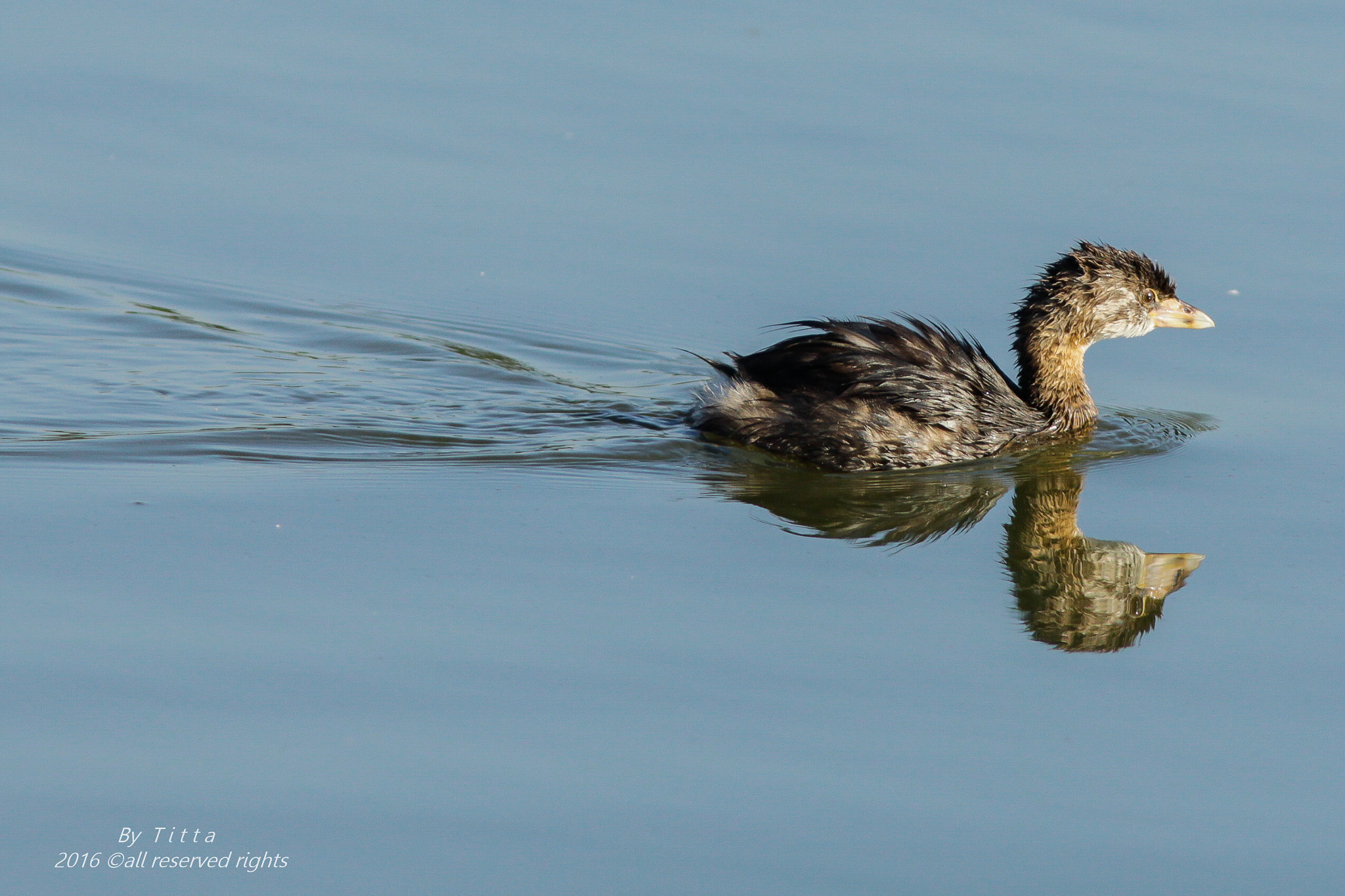 Canon EF 300mm F4L IS USM sample photo