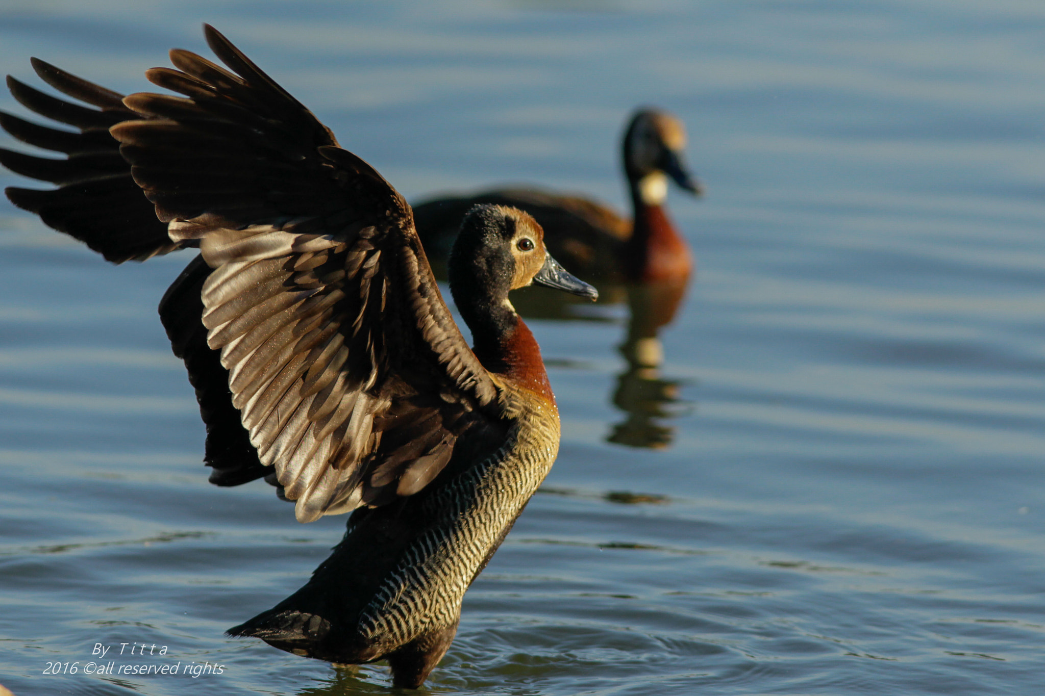 Canon EF 300mm F4L IS USM sample photo
