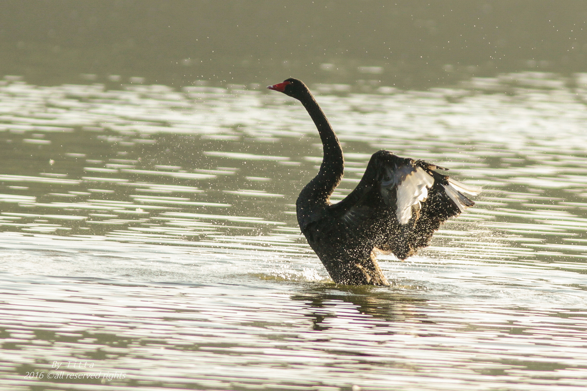 Canon EF 300mm F4L IS USM sample photo
