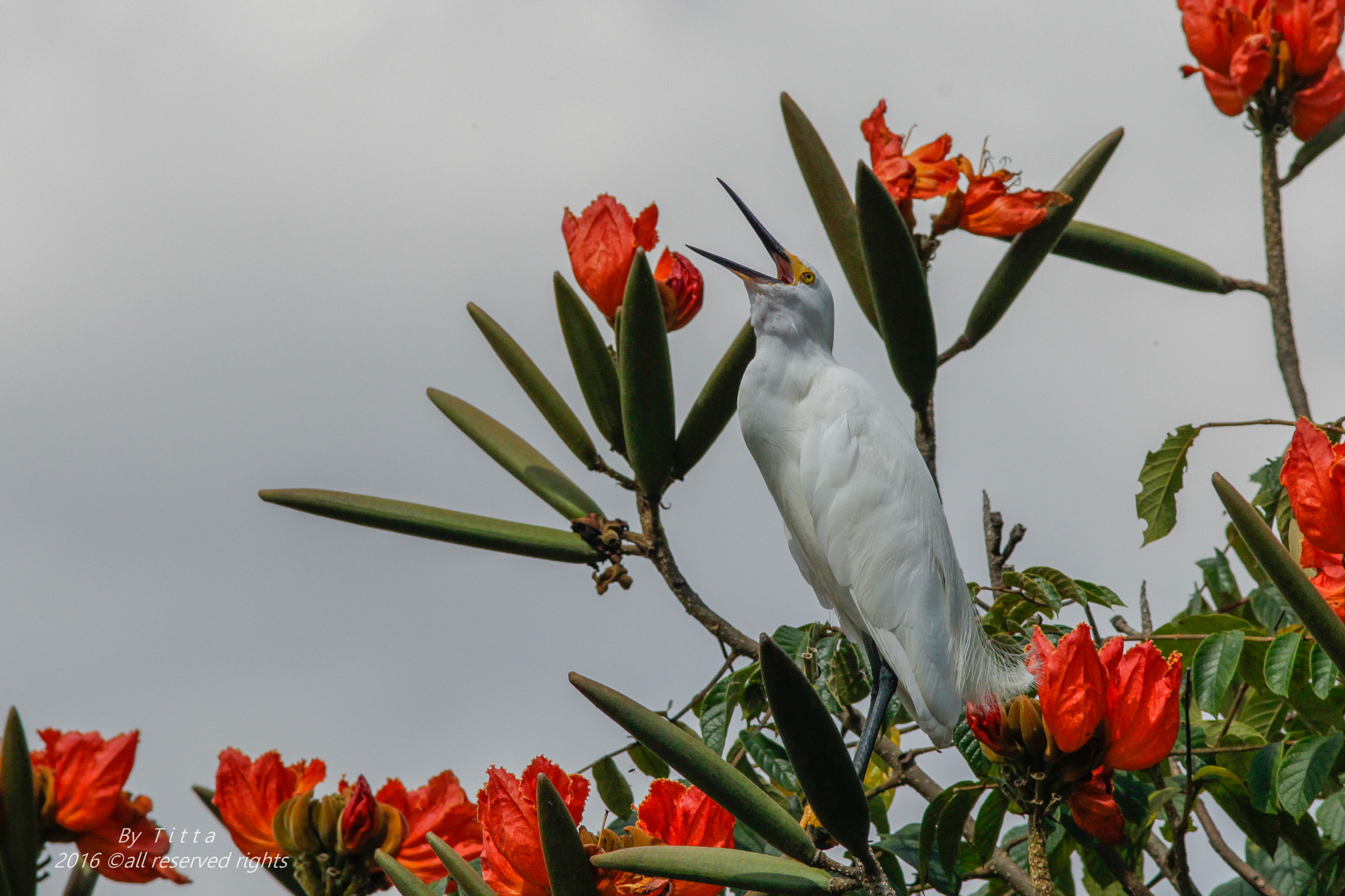 Canon EF 300mm F4L IS USM sample photo