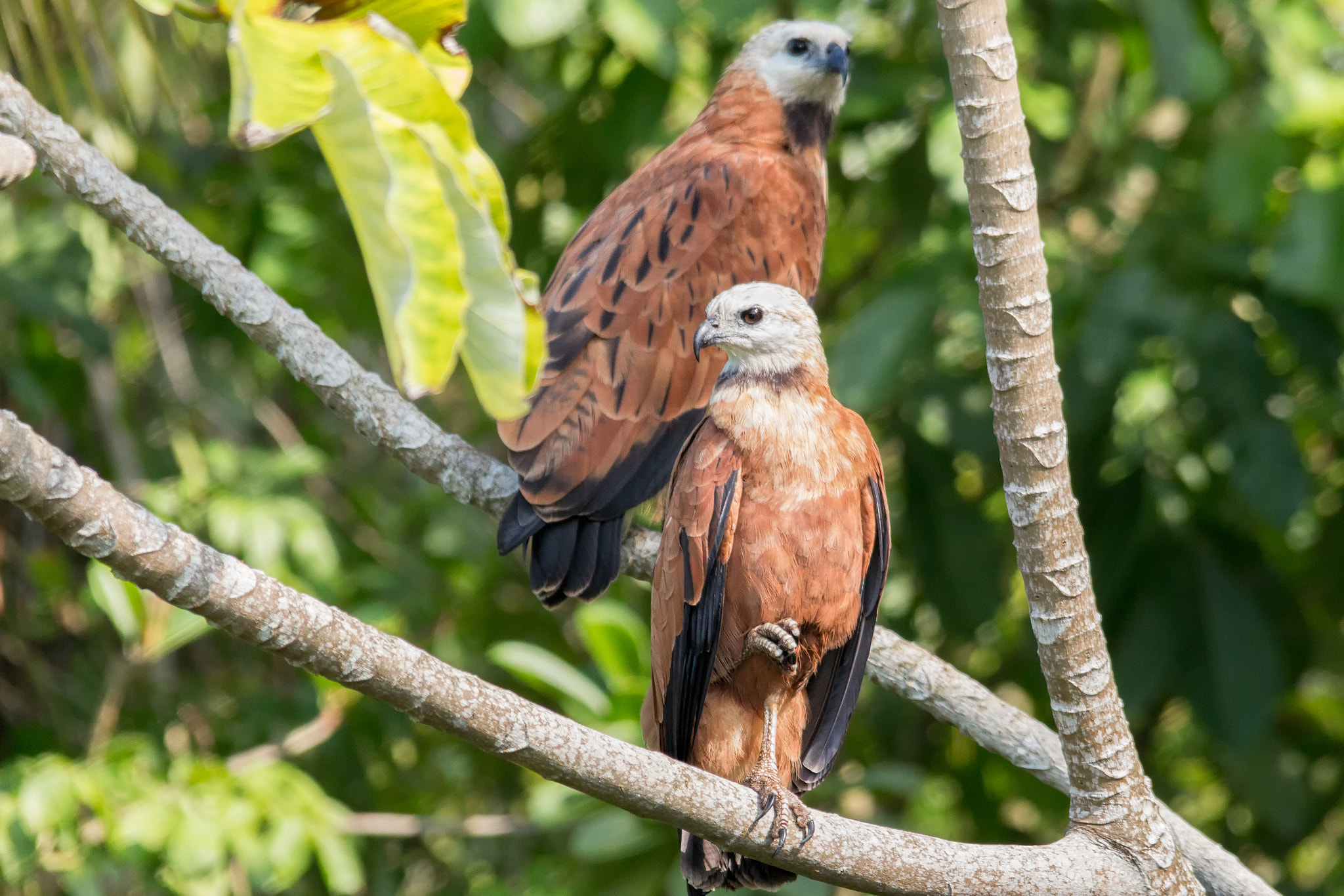 Sigma 150-500mm F5-6.3 DG OS HSM sample photo. Black-collared hawk photography